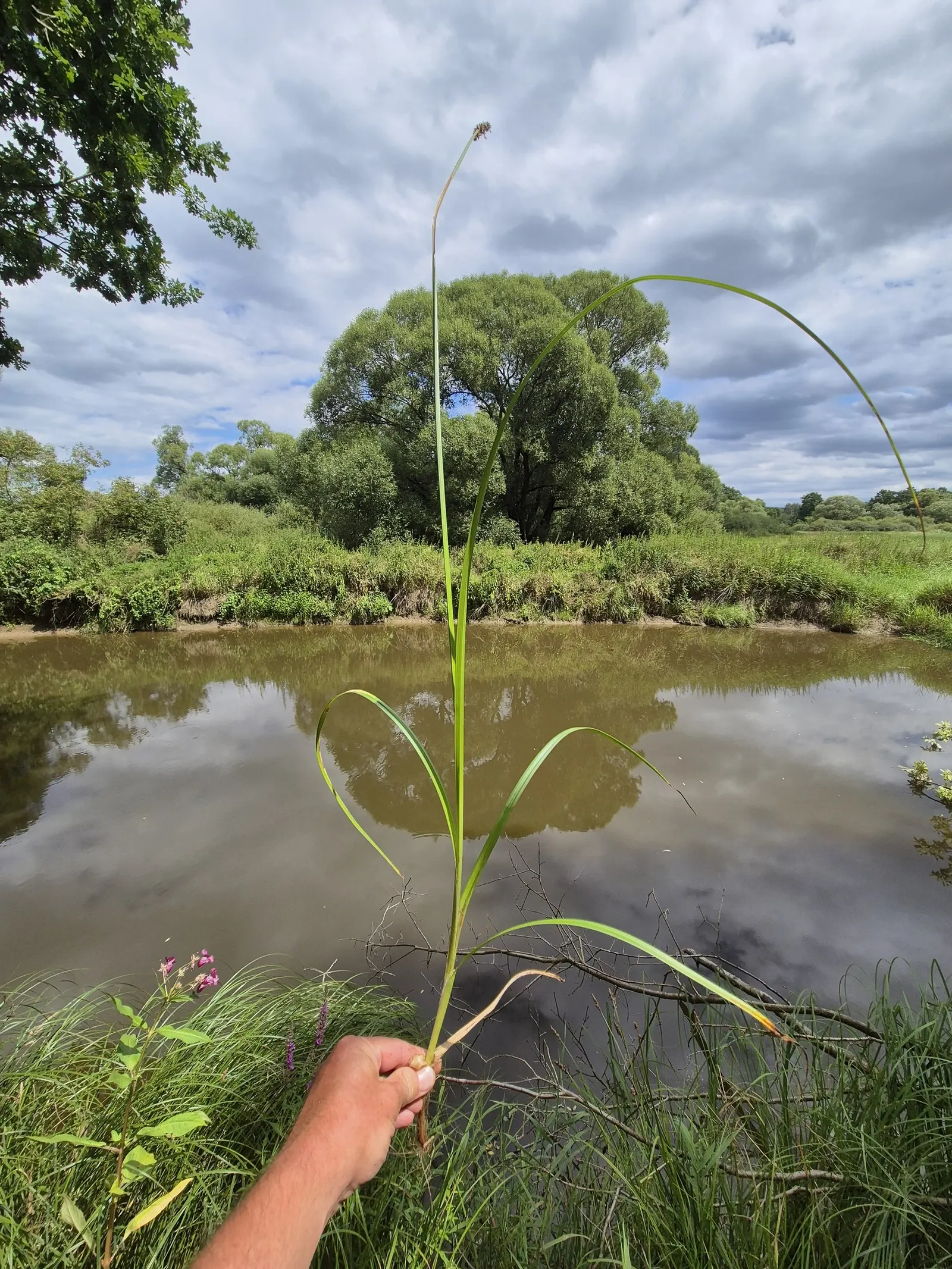 Fox Sedge (Carex Vulpinoidea) — Fox Sedge typically forms dense