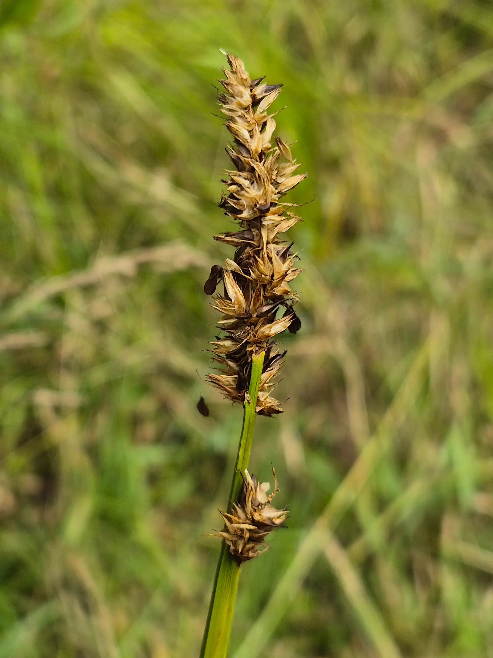 Fox Sedge (Carex Vulpinoidea) — Fox Sedge produces bristly