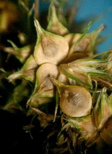 Fox Sedge (Carex Vulpinoidea) — enhancing biodiversity in garden settings