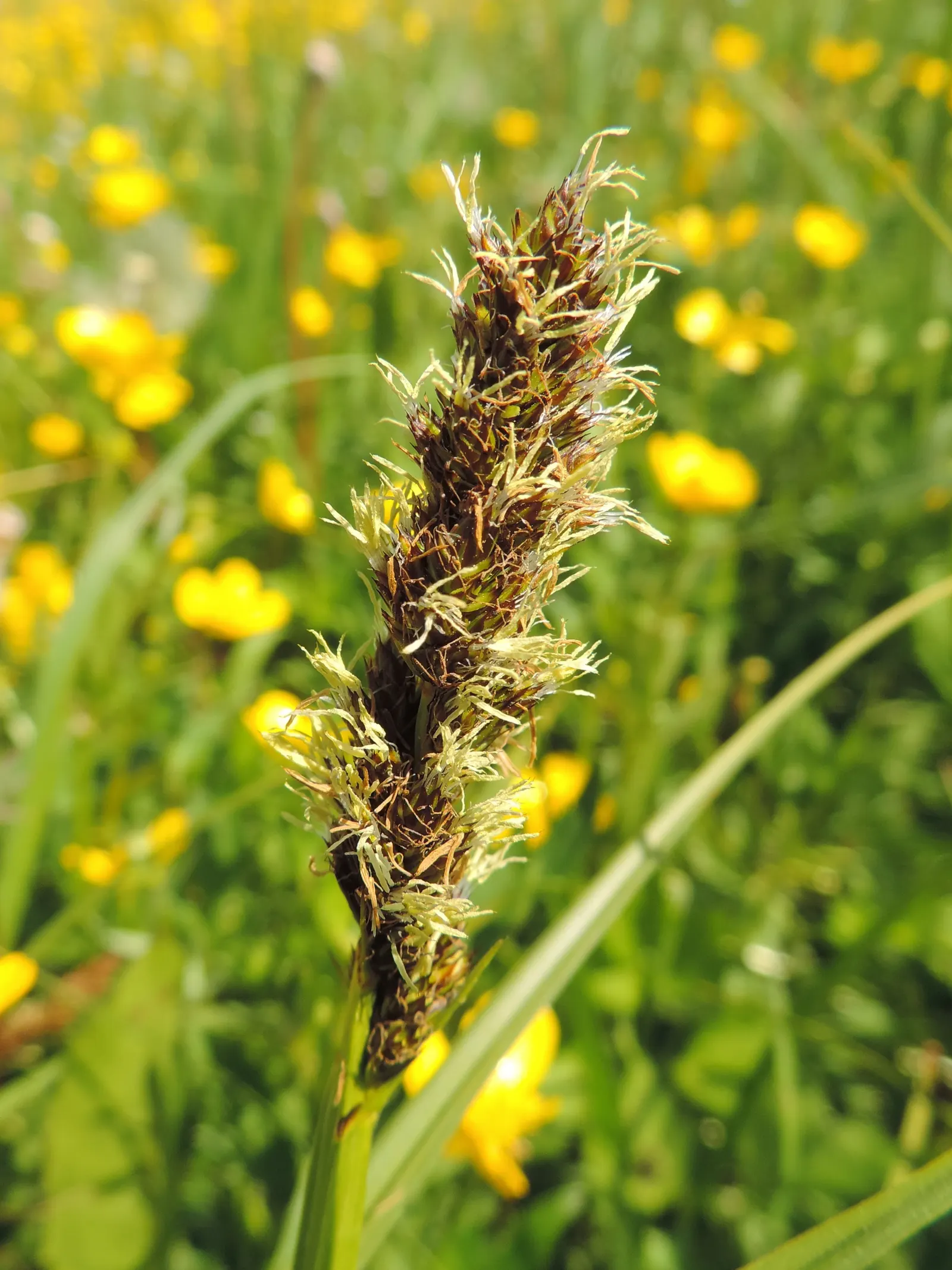 Fox Sedge (Carex Vulpinoidea) — spacing them about 12 to 18 inches apart will allow sufficient room for their robust expansion; grass for full or half or shade