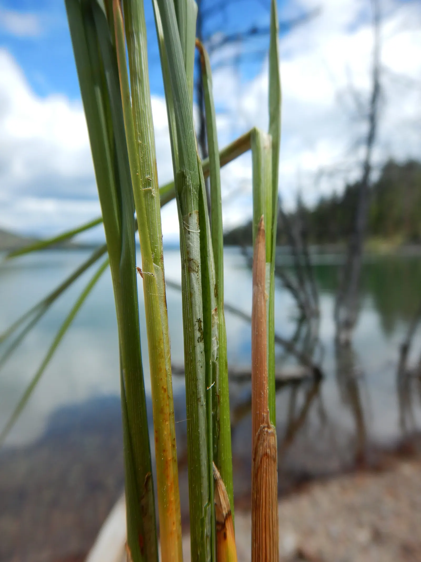 Fox Sedge (Carex Vulpinoidea) — arching green leaves that lend a fine-textured; commonly known as Fox Sedge
