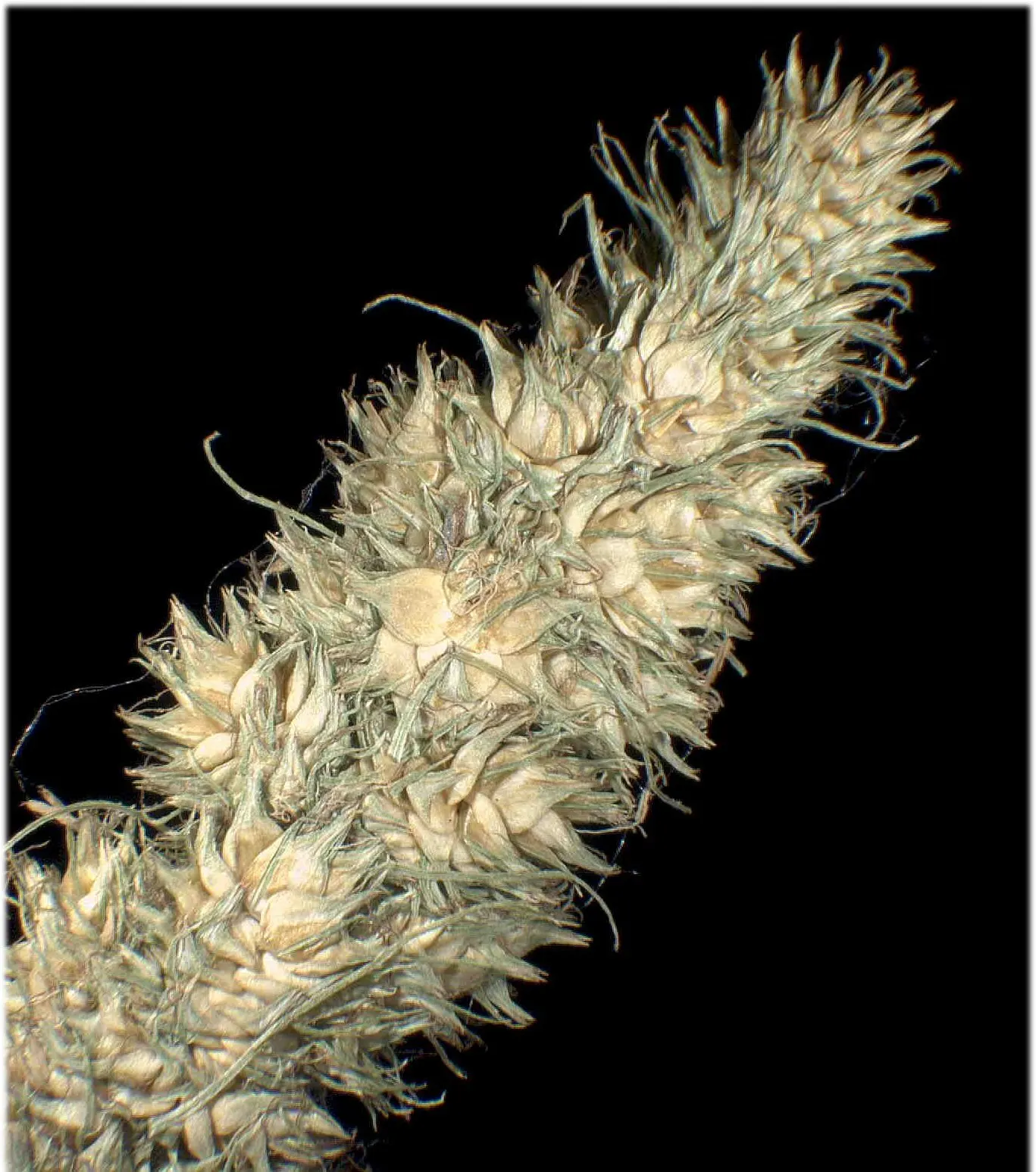 Fox Sedge (Carex Vulpinoidea) — Fox Sedge requires minimal care once established