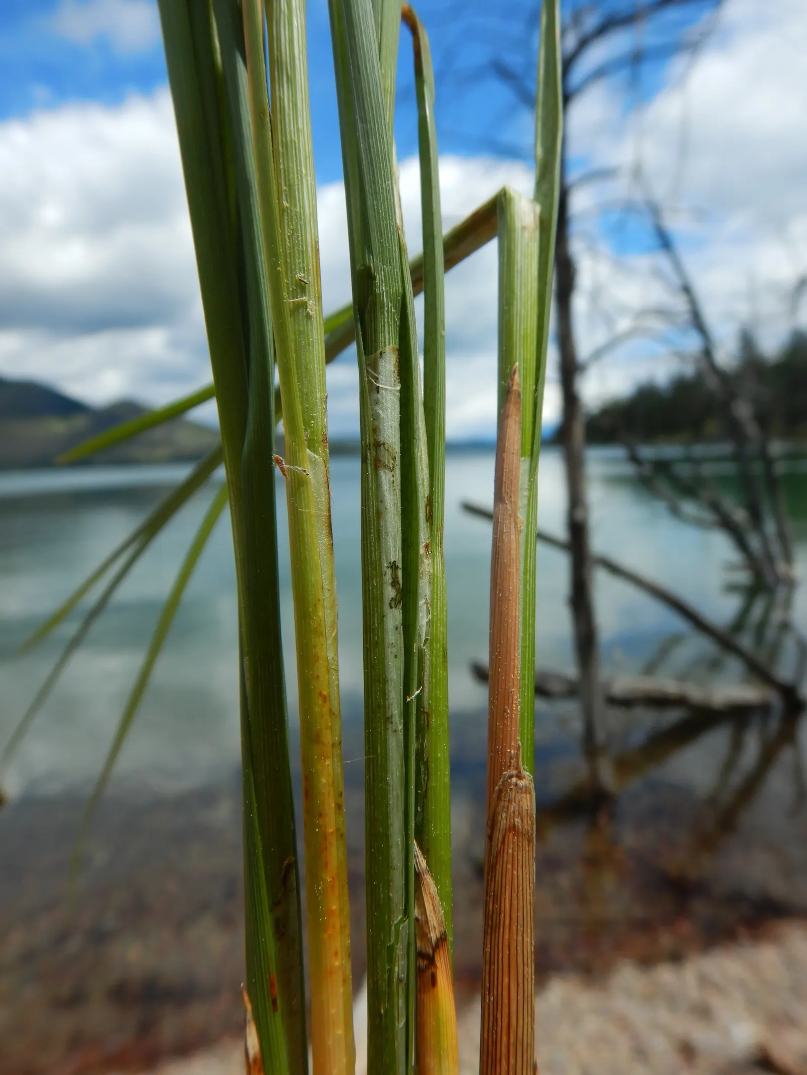 Fox Sedge (Carex Vulpinoidea) — it offers year-round interest and supports local wildlife