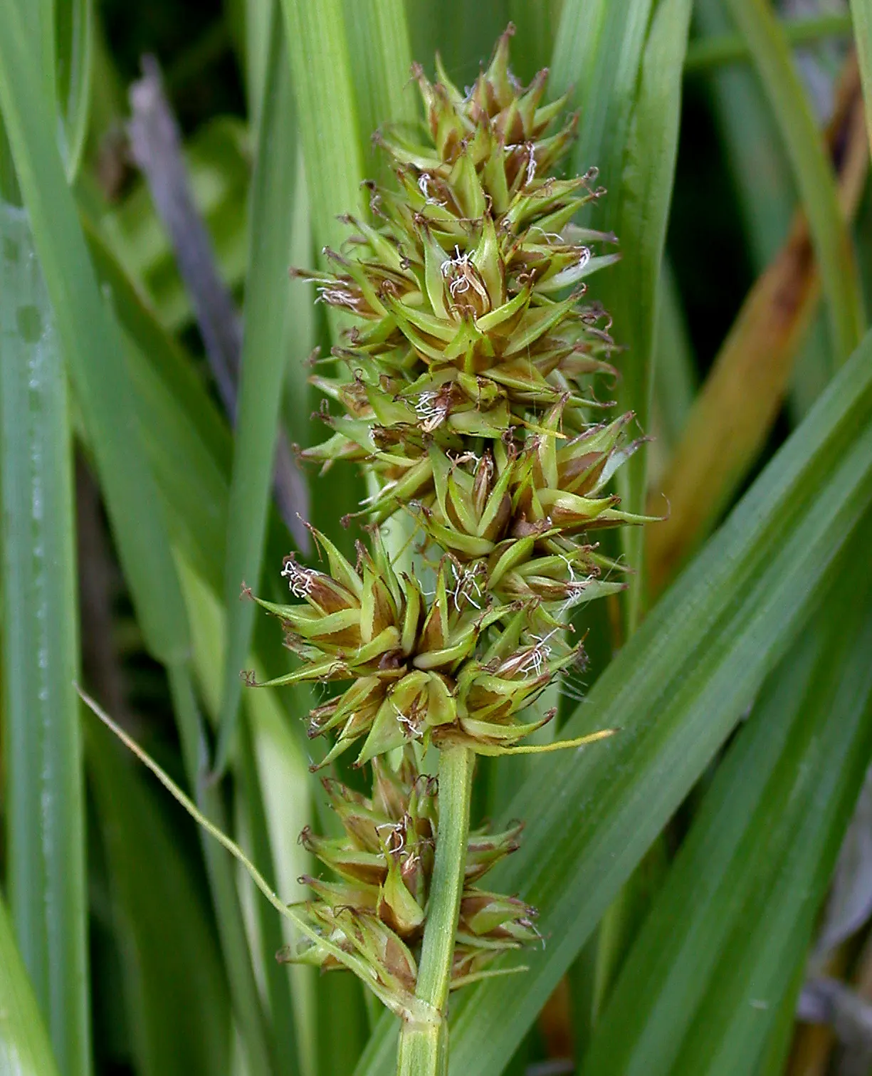 Fox Sedge (Carex Vulpinoidea) — Fox Sedge serves as an effective groundcover; when used in landscape design, image 83