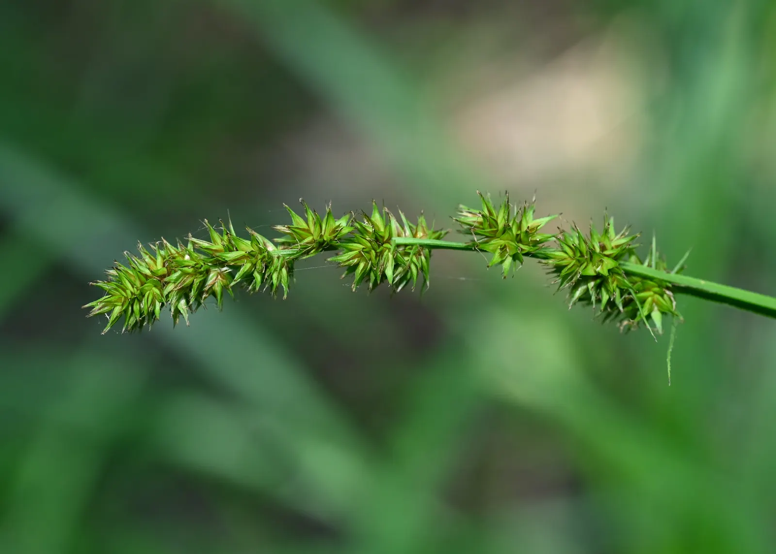 Fox Sedge (Carex Vulpinoidea) — is a versatile and adaptable perennial that thrives in USDA Hardiness Zones 3 to 8; it offers year-round interest, image 72