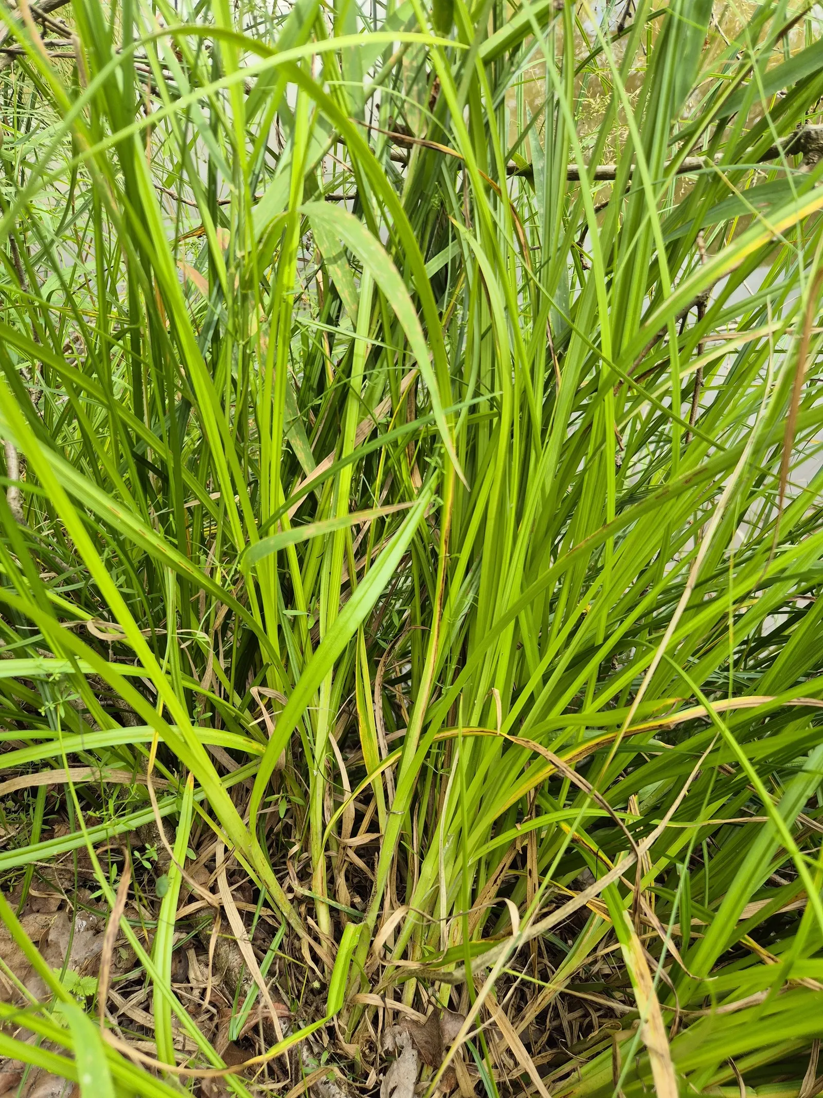 Fox Sedge (Carex Vulpinoidea) — though it can benefit from division every few years to rejuvenate and manage its growth; is a versatile and adaptable perennial