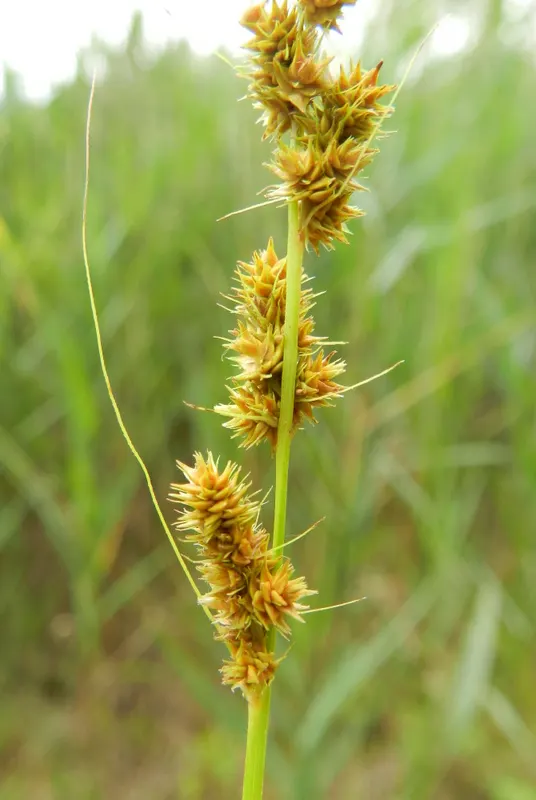 Fox Sedge (Carex Vulpinoidea) — With fine-textured foliage and attractive seed heads resembling fox tails; tolerant of partial shade, it ideally, image 66