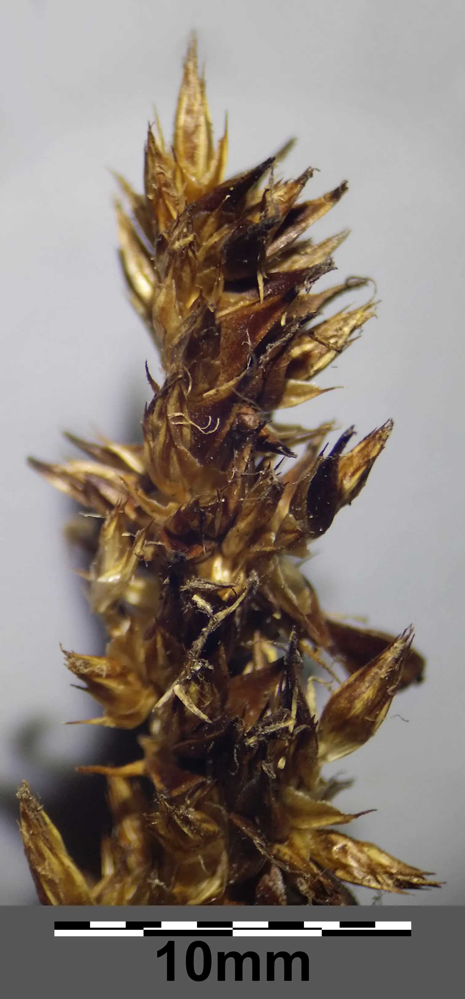 Fox Sedge (Carex Vulpinoidea) — Tolerant of partial shade, it ideally prefers full sun exposure for optimal development; fox Sedge produces bristly, image 87