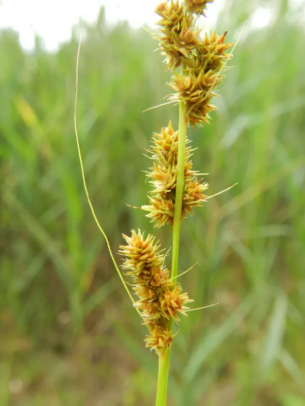 Fox Sedge (Carex Vulpinoidea) — tufted clumps reaching heights of 1 to 3 feet with a similar spread; this perennial grass-like plant reaches up to 2.5 feet tall