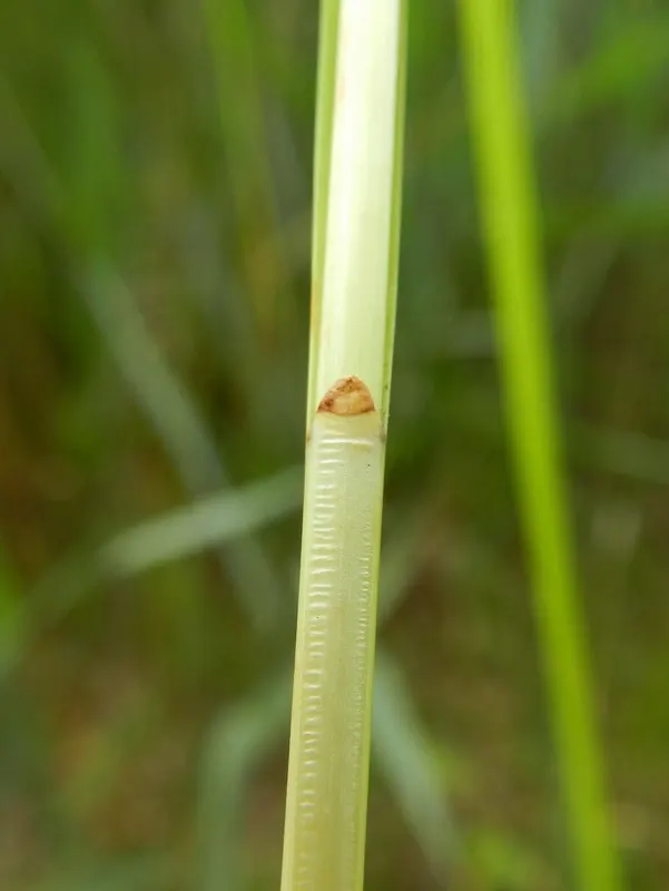 Fox Sedge (Carex Vulpinoidea) — This perennial grass-like plant reaches up to 2.5 feet tall