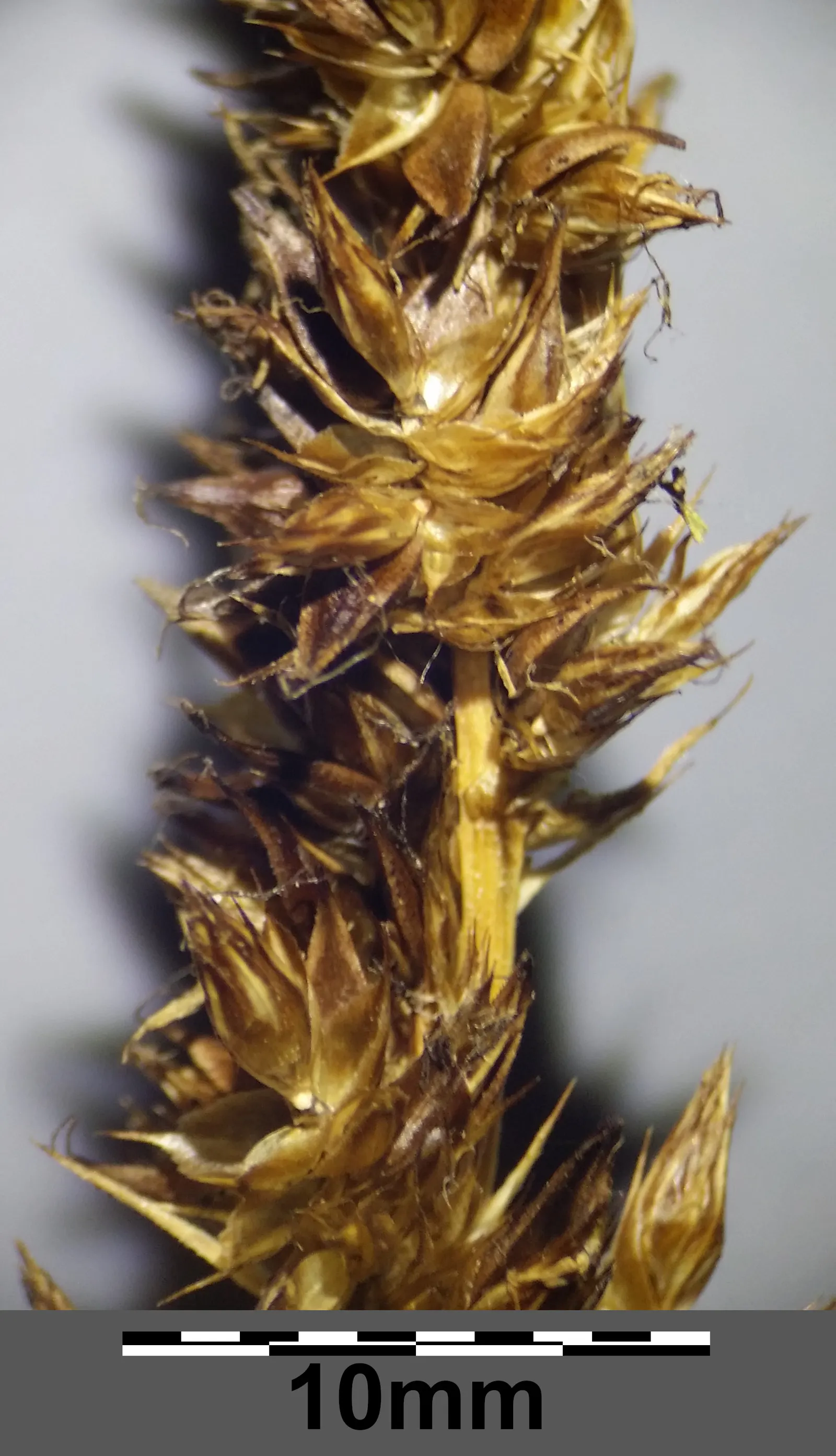 Fox Sedge (Carex Vulpinoidea) — arching green leaves that lend a fine-textured