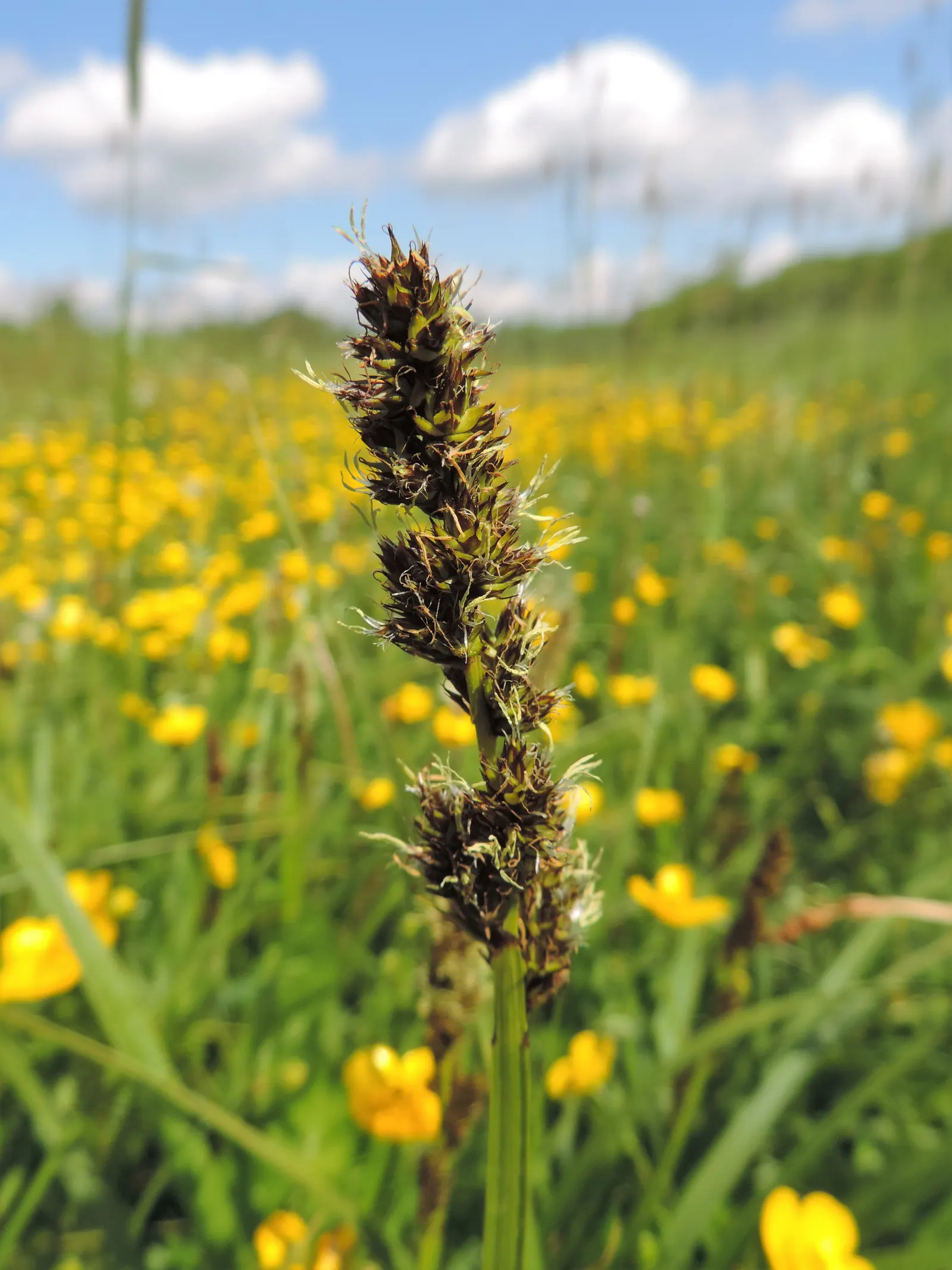 Fox Sedge (Carex Vulpinoidea) — This perennial grass-like plant reaches up to 2.5 feet tall; this sedge is esteemed for its capacity to flourish in, image 64