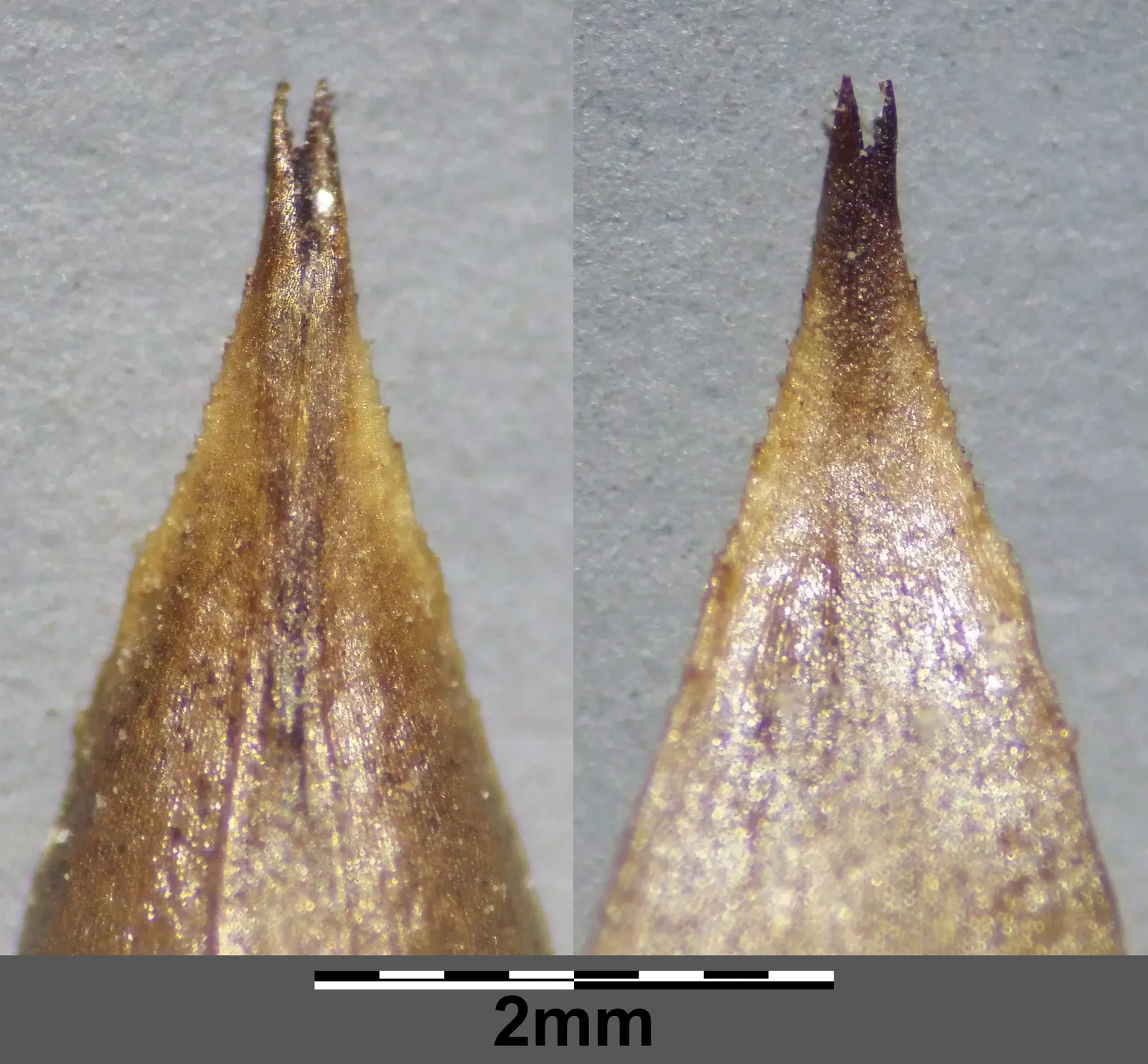 Fox Sedge (Carex Vulpinoidea) — ranging from moist to wet soils; these seeds provide vital nourishment to local wildlife, particularly birds, image 74