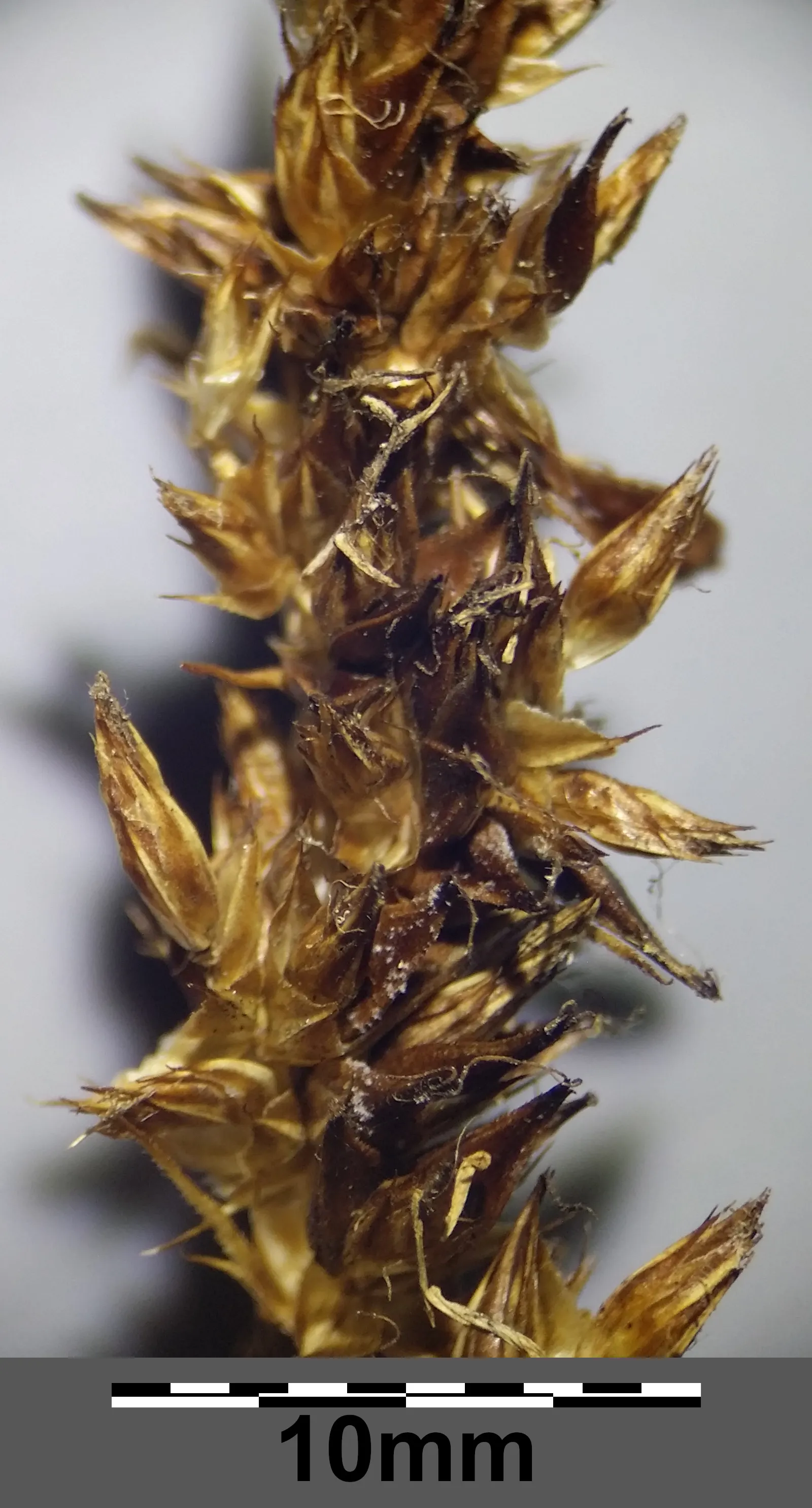 Fox Sedge (Carex Vulpinoidea) — ensuring a lush and healthy garden presence; fox Sedge is hardy and low maintenance