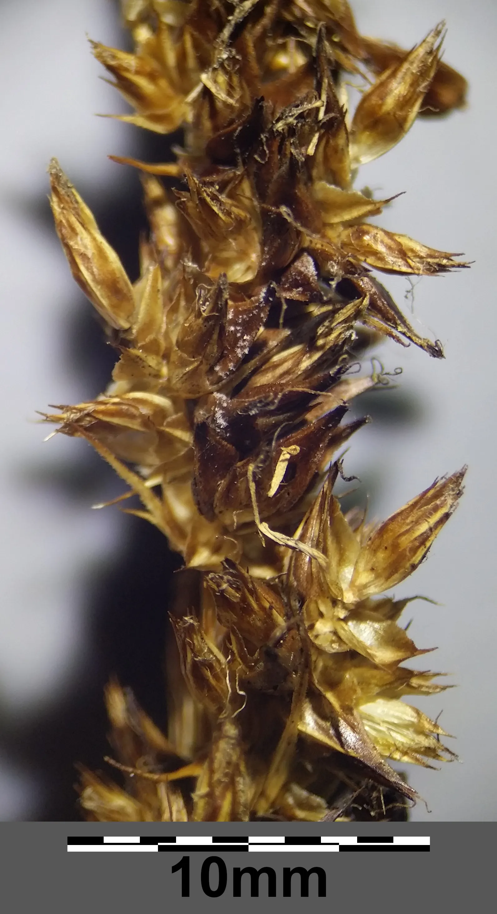 Fox Sedge (Carex Vulpinoidea) — spacing them about 12 to 18 inches apart will allow sufficient room for their robust expansion