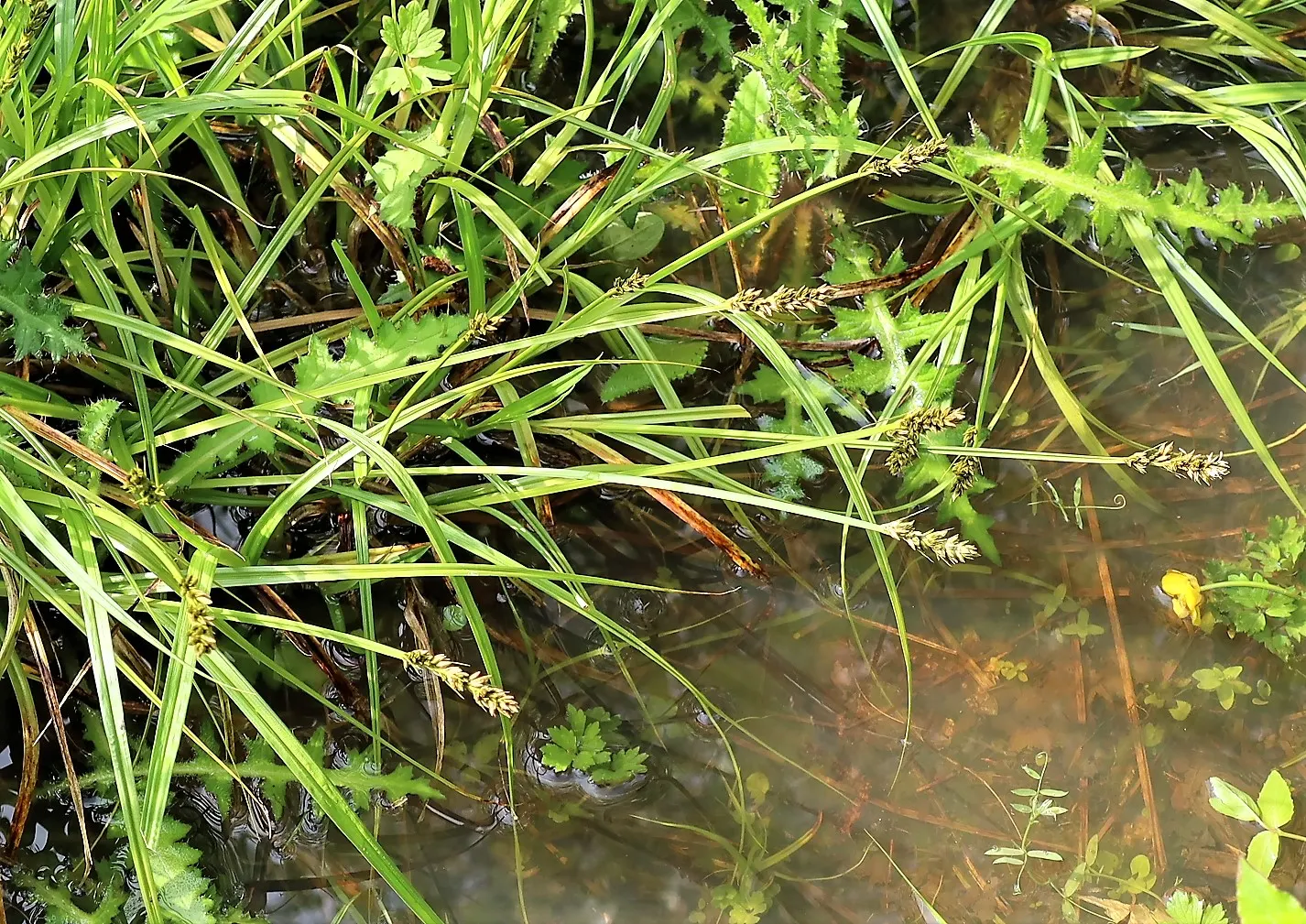 Fox Sedge (Carex Vulpinoidea) — This sedge is esteemed for its capacity to flourish in a wide array of conditions; ranging from moist to wet soils