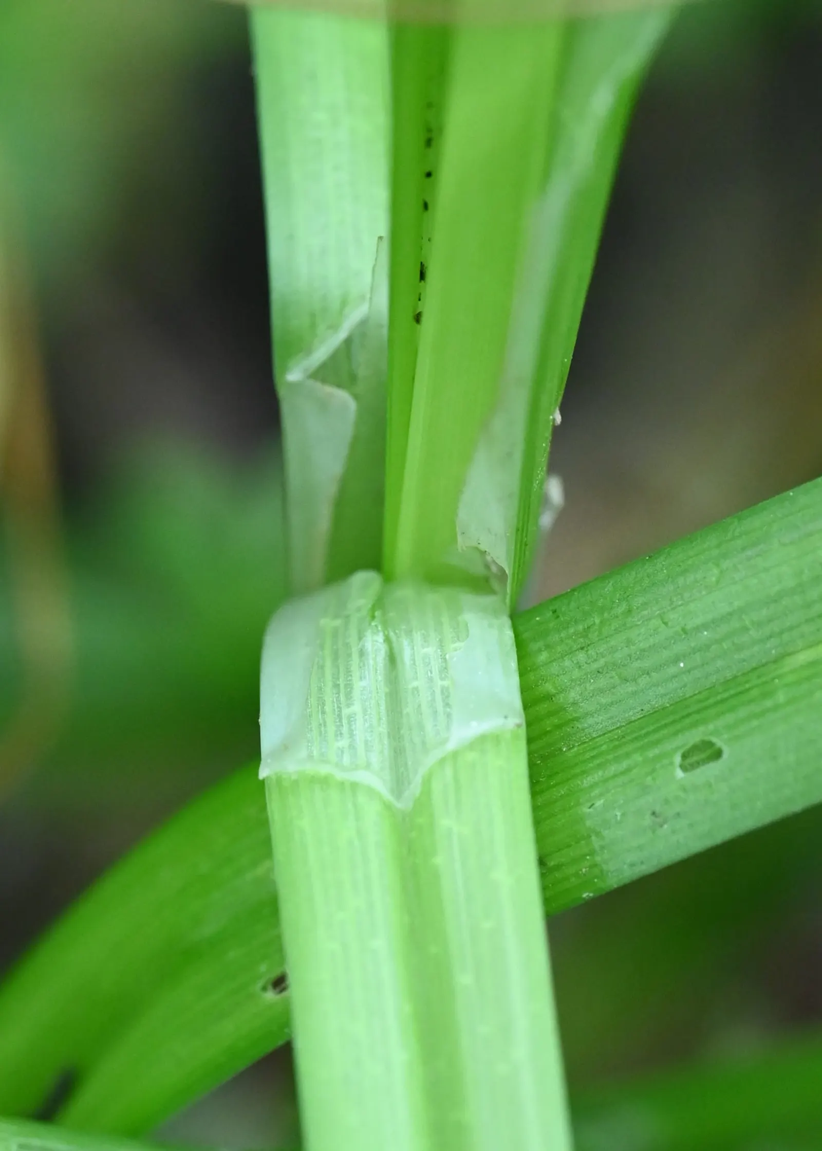 Fox Sedge (Carex Vulpinoidea) — With fine-textured foliage and attractive seed heads resembling fox tails