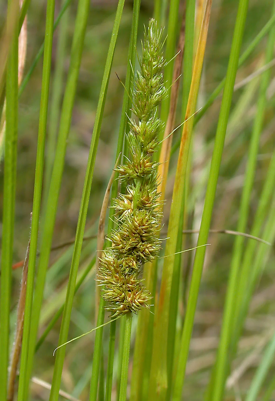 Fox Sedge (Carex Vulpinoidea) — With fine-textured foliage and attractive seed heads resembling fox tails; tolerant of partial shade, it ideally prefers full