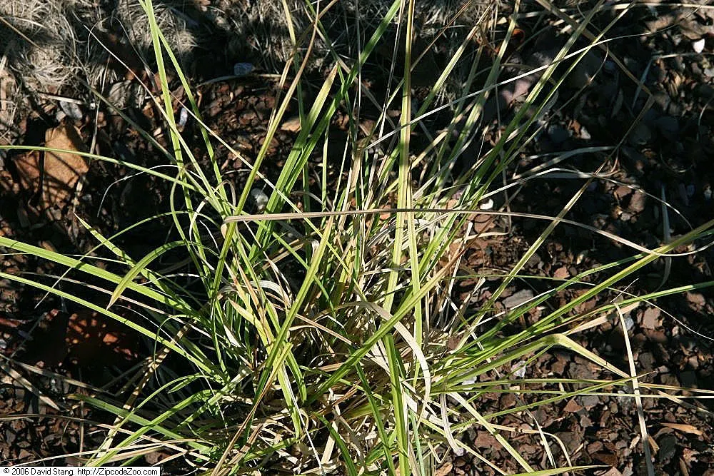 Fox Sedge (Carex Vulpinoidea) — These seeds provide vital nourishment to local wildlife, particularly birds