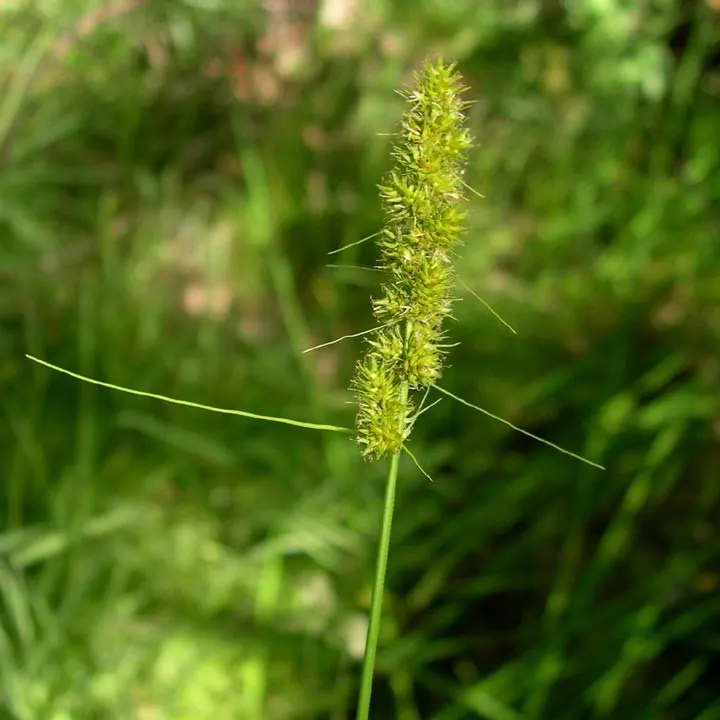 Fox Sedge (Carex Vulpinoidea) — green flowers in the garden; tufted clumps reaching heights of 1 to 3 feet with a similar spread