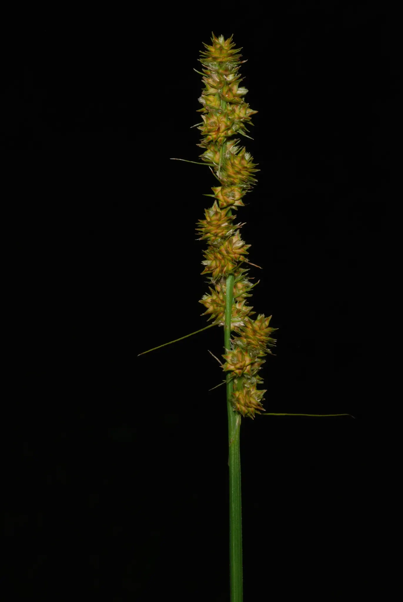 Fox Sedge (Carex Vulpinoidea) — flourishing in moist conditions and partial to full sun; spike-like seed heads that resemble the tail of a fox