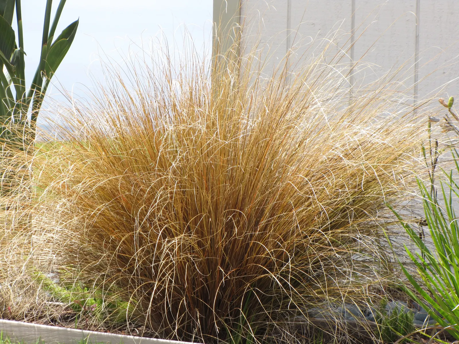 Fox Sedge (Carex Vulpinoidea) — grass for full or half or shade; ensuring a lush and healthy garden presence