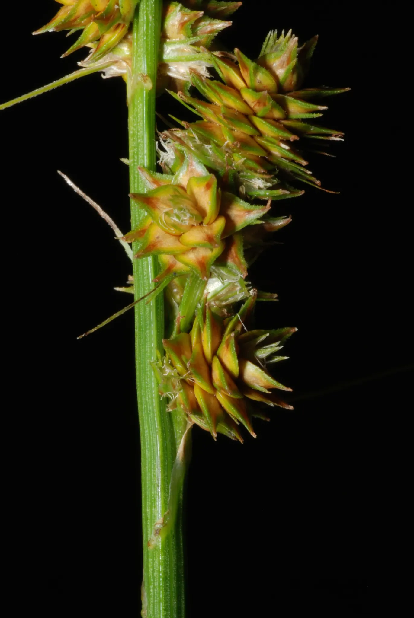 Fox Sedge (Carex Vulpinoidea) — is a versatile and adaptable perennial that thrives in USDA Hardiness Zones 3 to 8; it offers year-round interest and supports