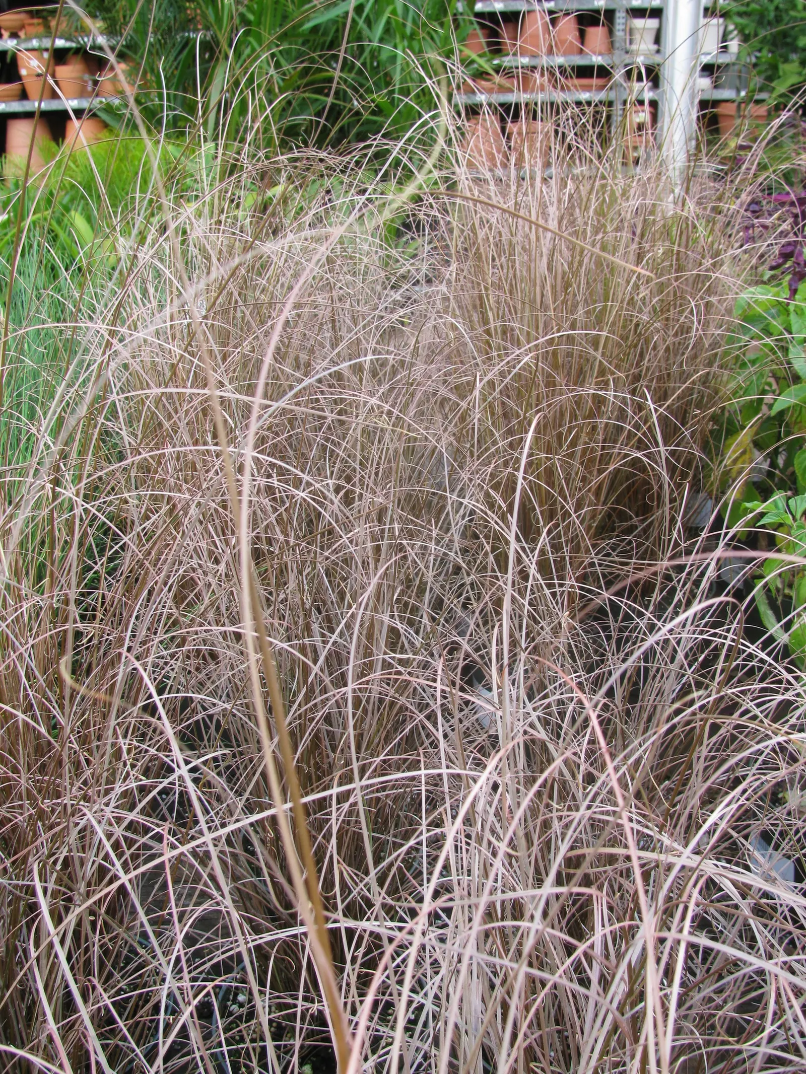 Fox Sedge (Carex Vulpinoidea) — Fox Sedge requires minimal care once established; flourishing in moist conditions and partial to full sun, image 85