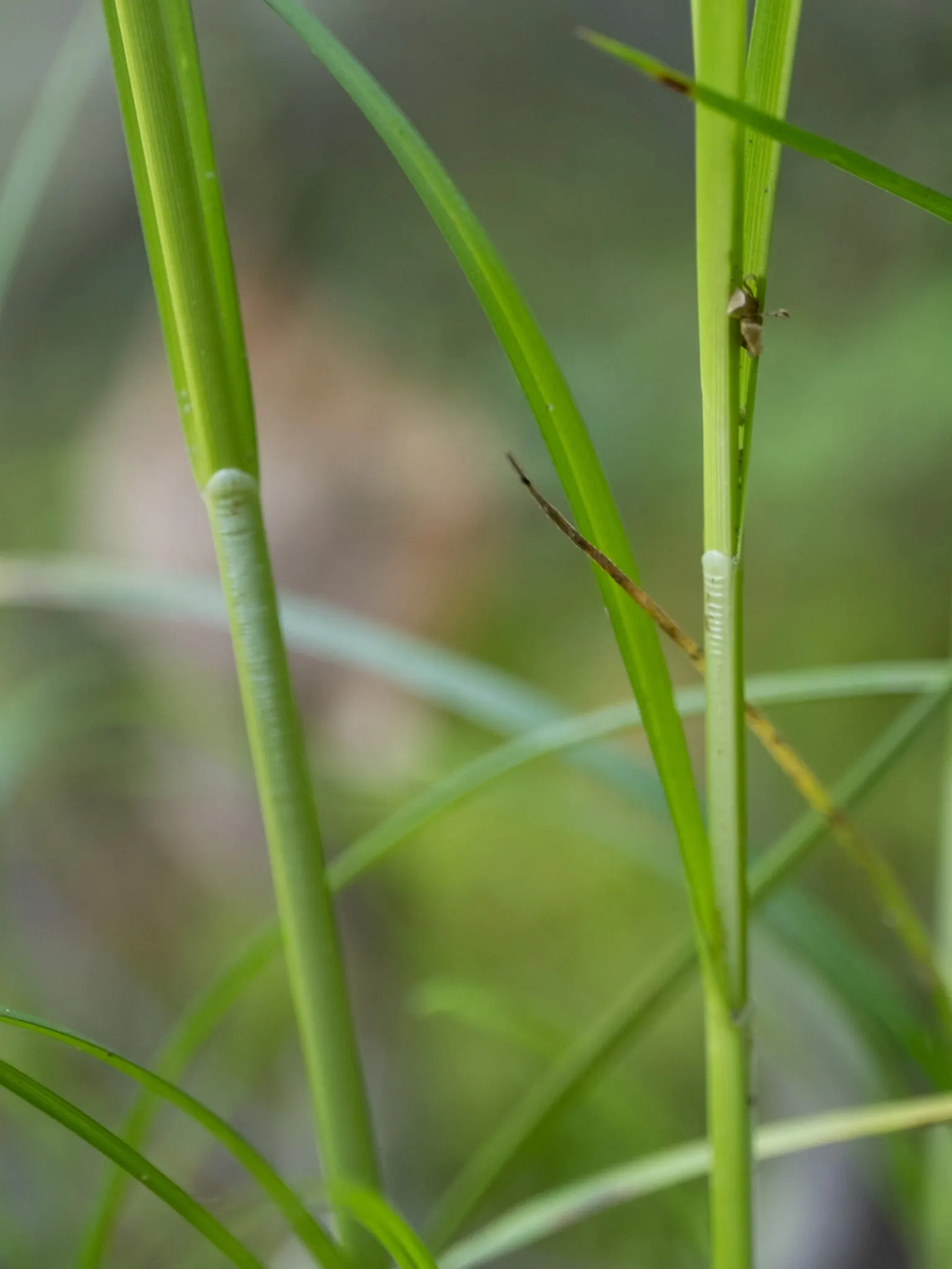 Fox Sedge (Carex Vulpinoidea) — grass for full or half or shade