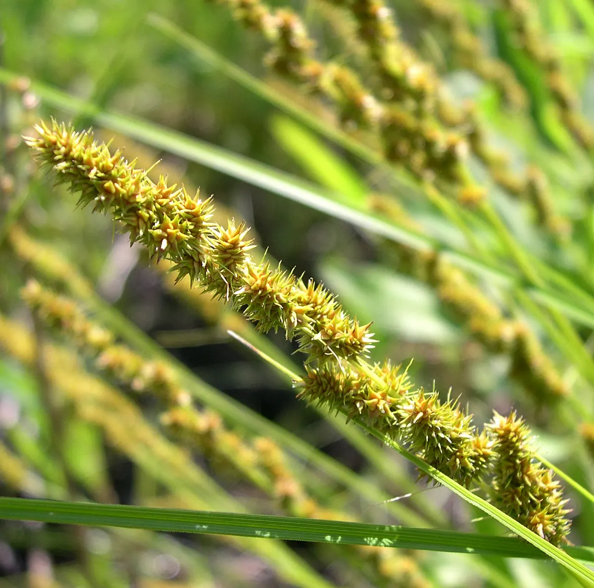 Fox Sedge (Carex Vulpinoidea) — commonly known as Fox Sedge; green flowers in the garden, image 71
