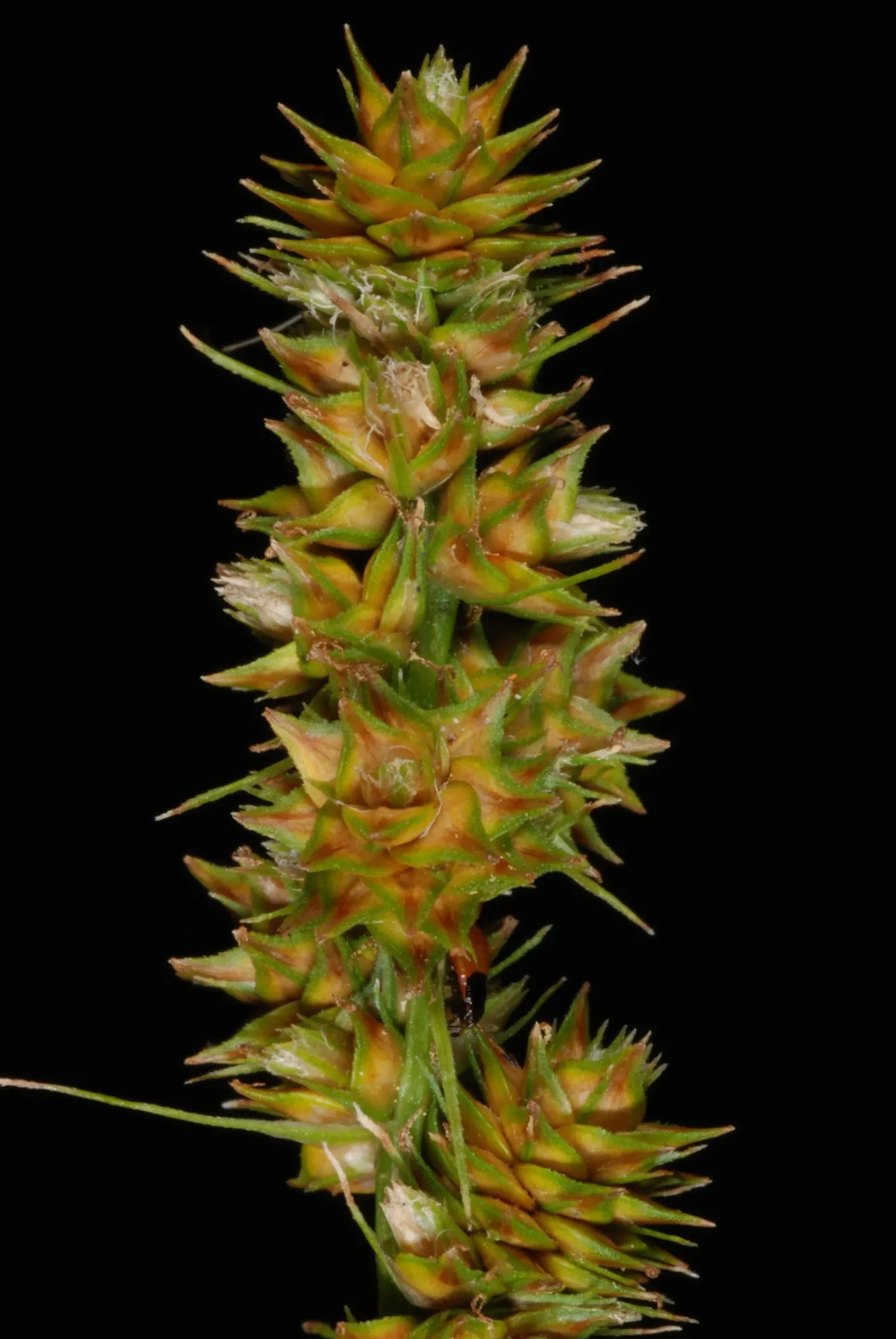 Fox Sedge (Carex Vulpinoidea) — Fox Sedge typically forms dense; when integrating Fox Sedge into a landscape, image 75