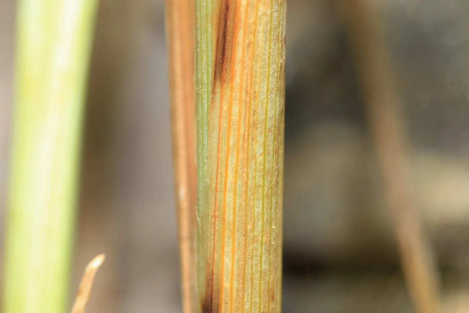 Fox Sedge (Carex Vulpinoidea) — ensuring a lush and healthy garden presence