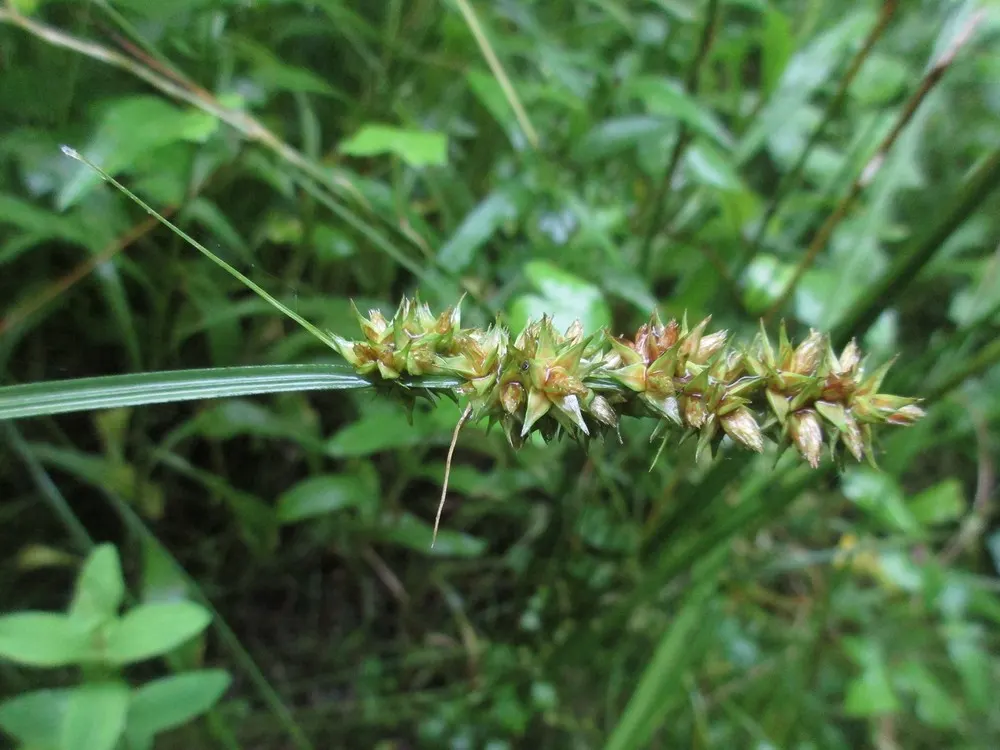 Fox Sedge (Carex Vulpinoidea) — Tolerant of partial shade, it ideally prefers full sun exposure for optimal development; fox Sedge produces bristly