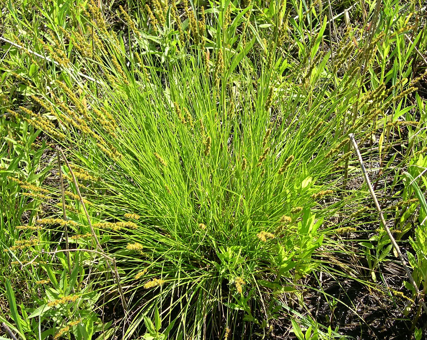 Fox Sedge (Carex Vulpinoidea) — is a versatile and adaptable perennial that thrives in USDA Hardiness Zones 3 to 8