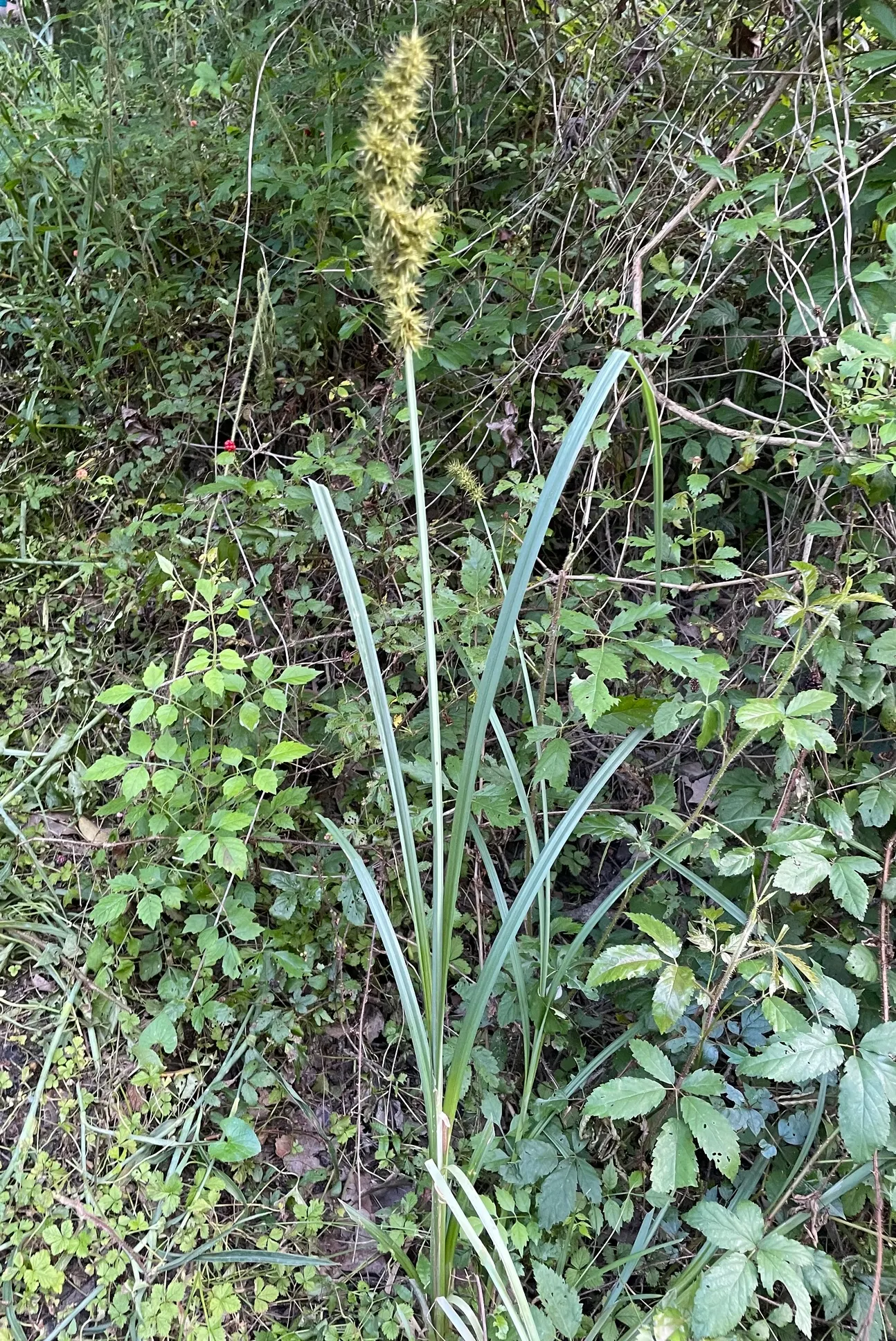 Fox Sedge (Carex Vulpinoidea) — grass-like appearance.<br><br>Flowering between May and July