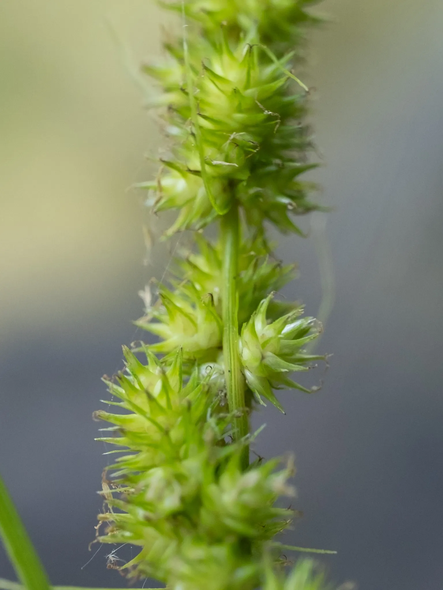 Fox Sedge (Carex Vulpinoidea) — though it can benefit from division every few years to rejuvenate and manage its growth