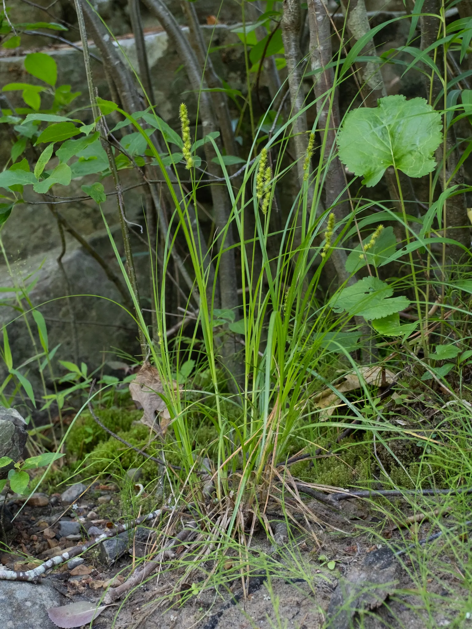 Fox Sedge (Carex Vulpinoidea) — spike-like seed heads that resemble the tail of a fox
