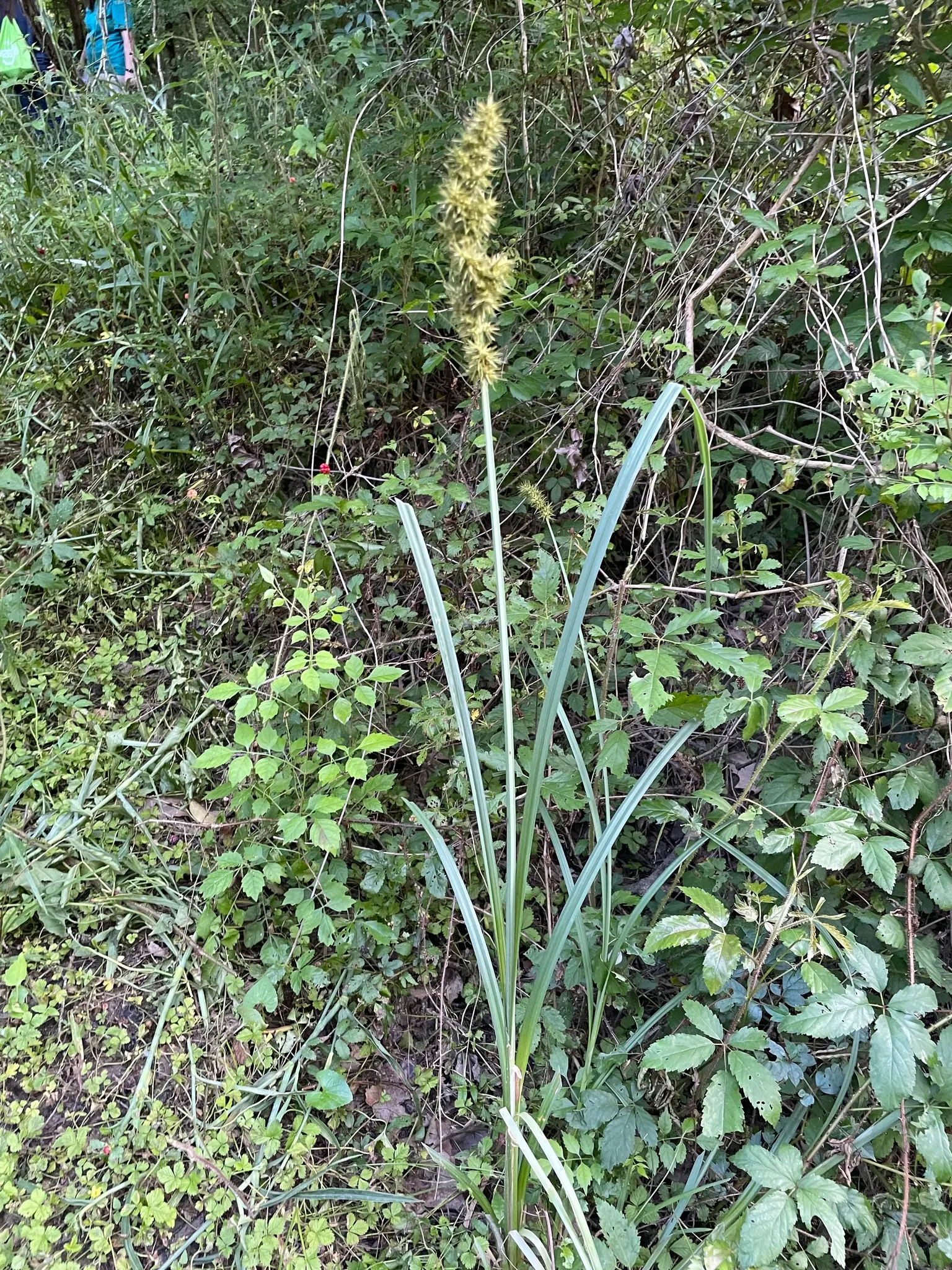 Fox Sedge (Carex Vulpinoidea) — These seeds provide vital nourishment to local wildlife, particularly birds; ideal for rain gardens or naturalized, image 81