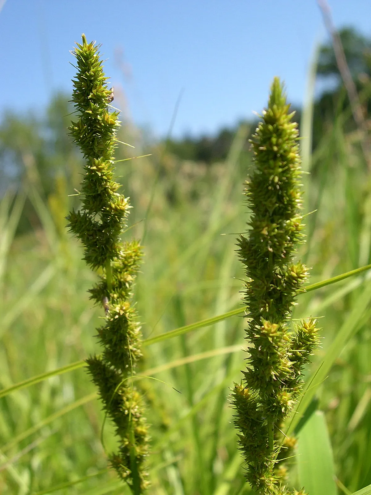 Fox Sedge (Carex Vulpinoidea) — Fox Sedge serves as an effective groundcover; when used in landscape design