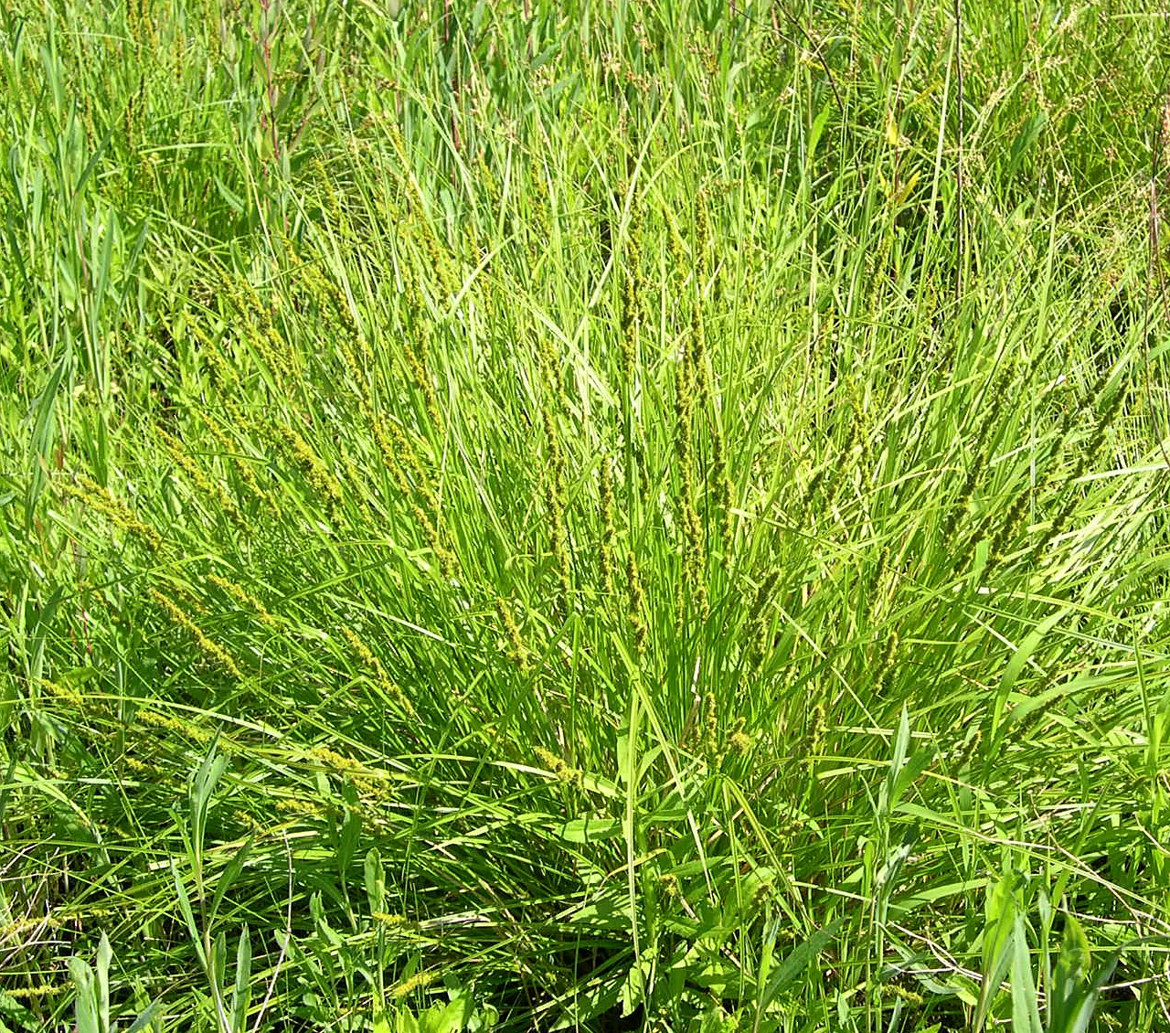 Fox Sedge (Carex Vulpinoidea) — Carex vulpinoidea, commonly known as Fox Sedge, adds a touch of wild grace to landscapes; with fine-textured, image 63