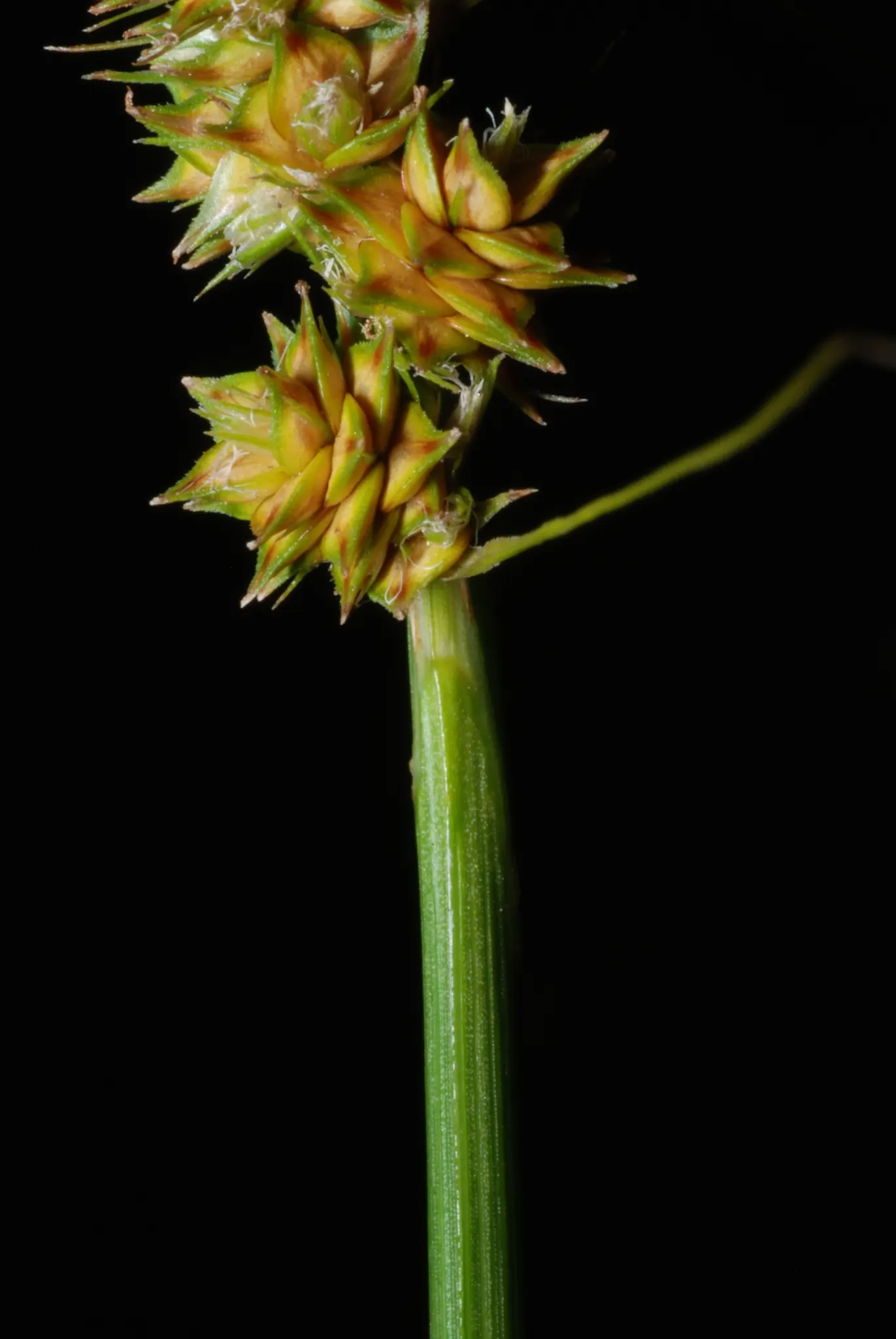 Fox Sedge (Carex Vulpinoidea) — When integrating Fox Sedge into a landscape; though it can benefit from division every few years to rejuvenate and manage its