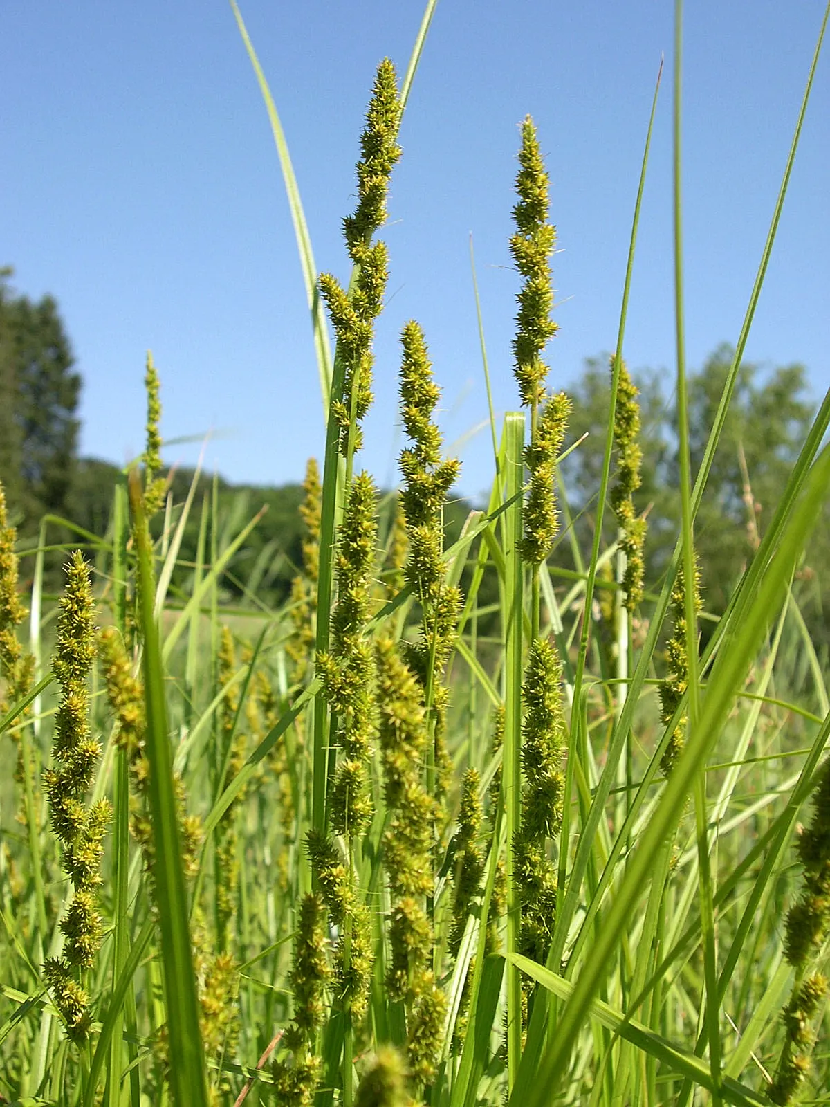 Fox Sedge (Carex Vulpinoidea) — Fox Sedge is hardy and low maintenance