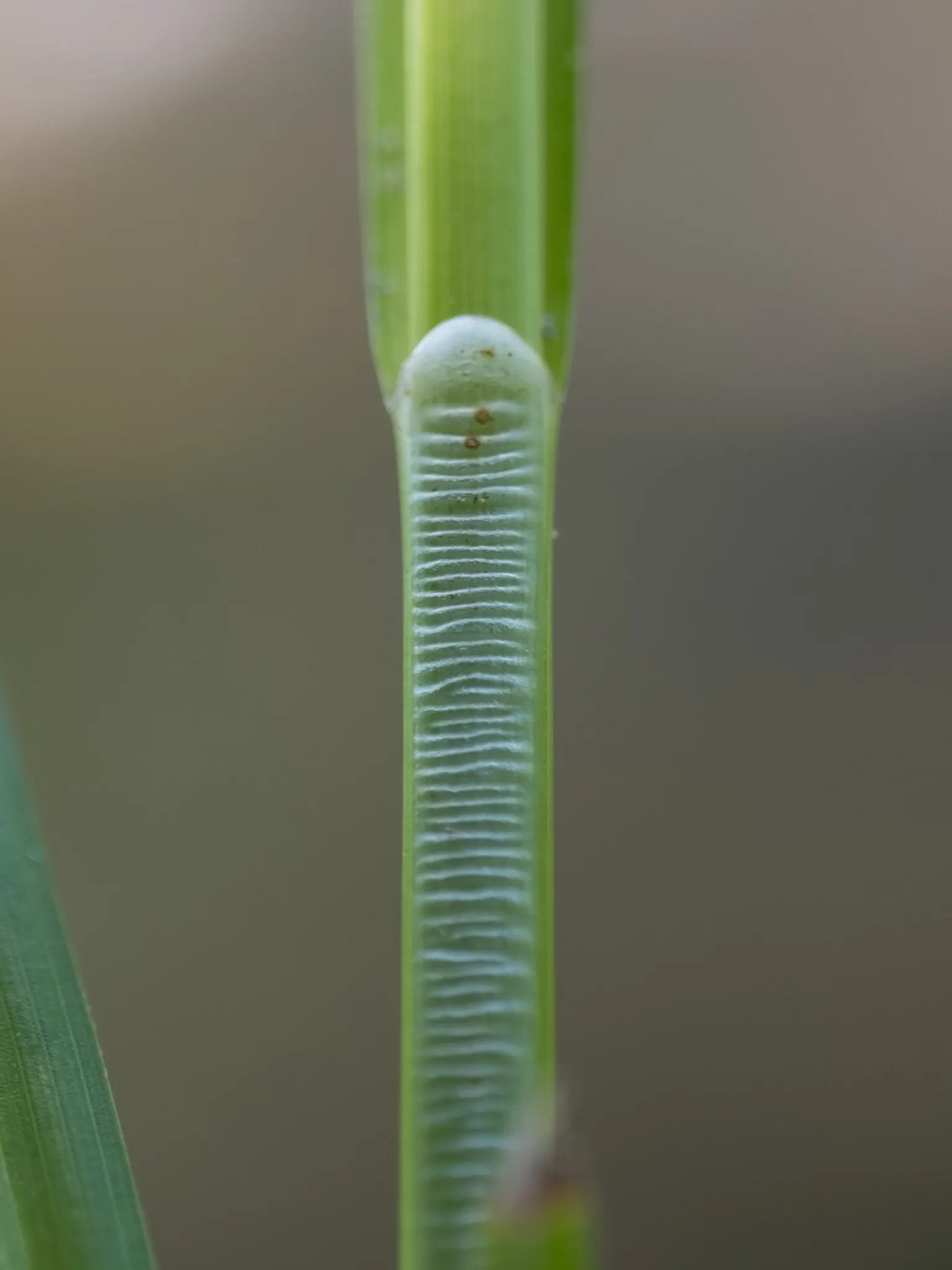 Fox Sedge (Carex Vulpinoidea) — Ideal for rain gardens or naturalized areas; enhancing biodiversity in garden settings