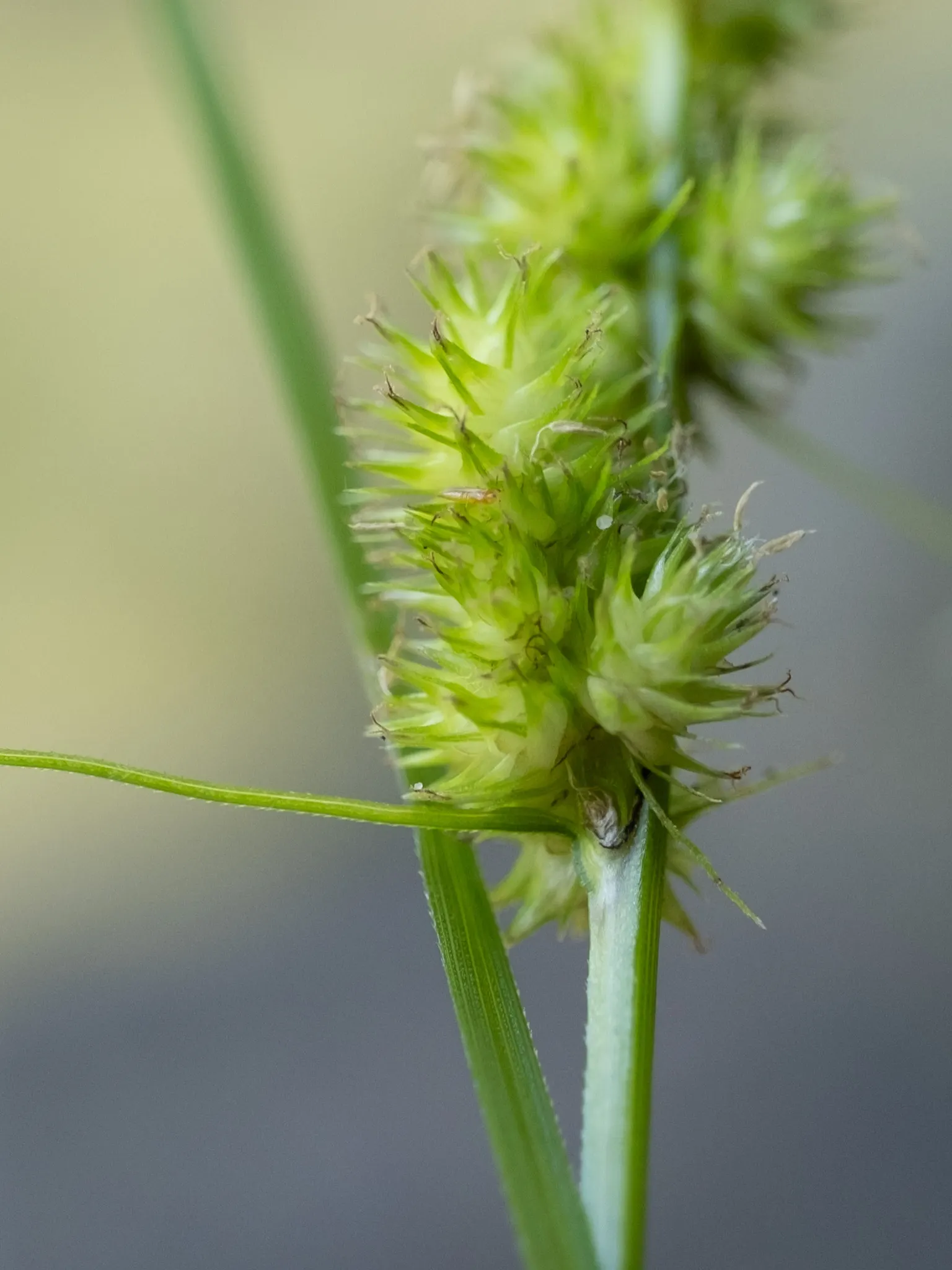 Fox Sedge (Carex Vulpinoidea) — When used in landscape design