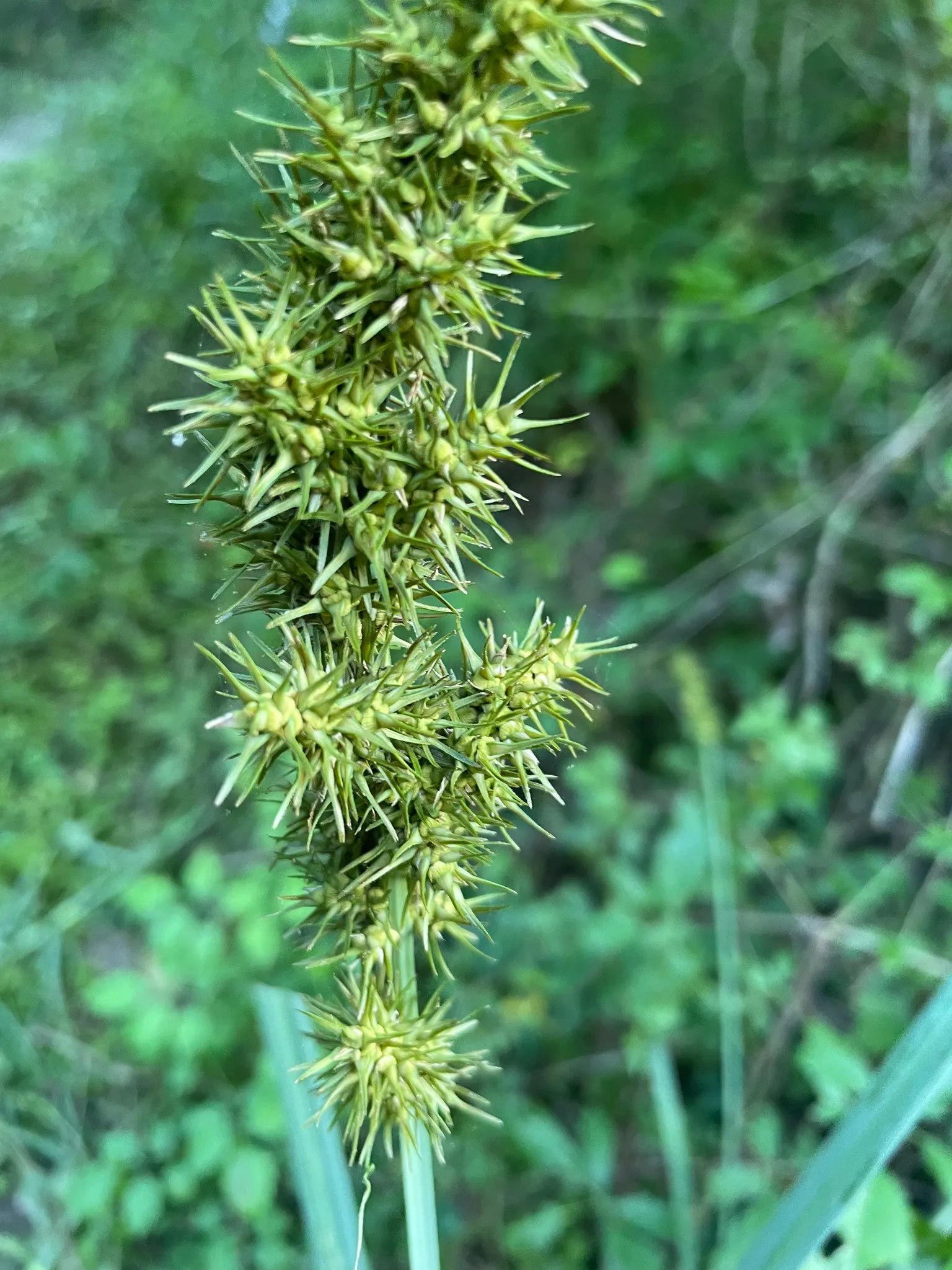 Fox Sedge (Carex Vulpinoidea) — grass-like appearance.<br><br>Flowering between May and July, image 78