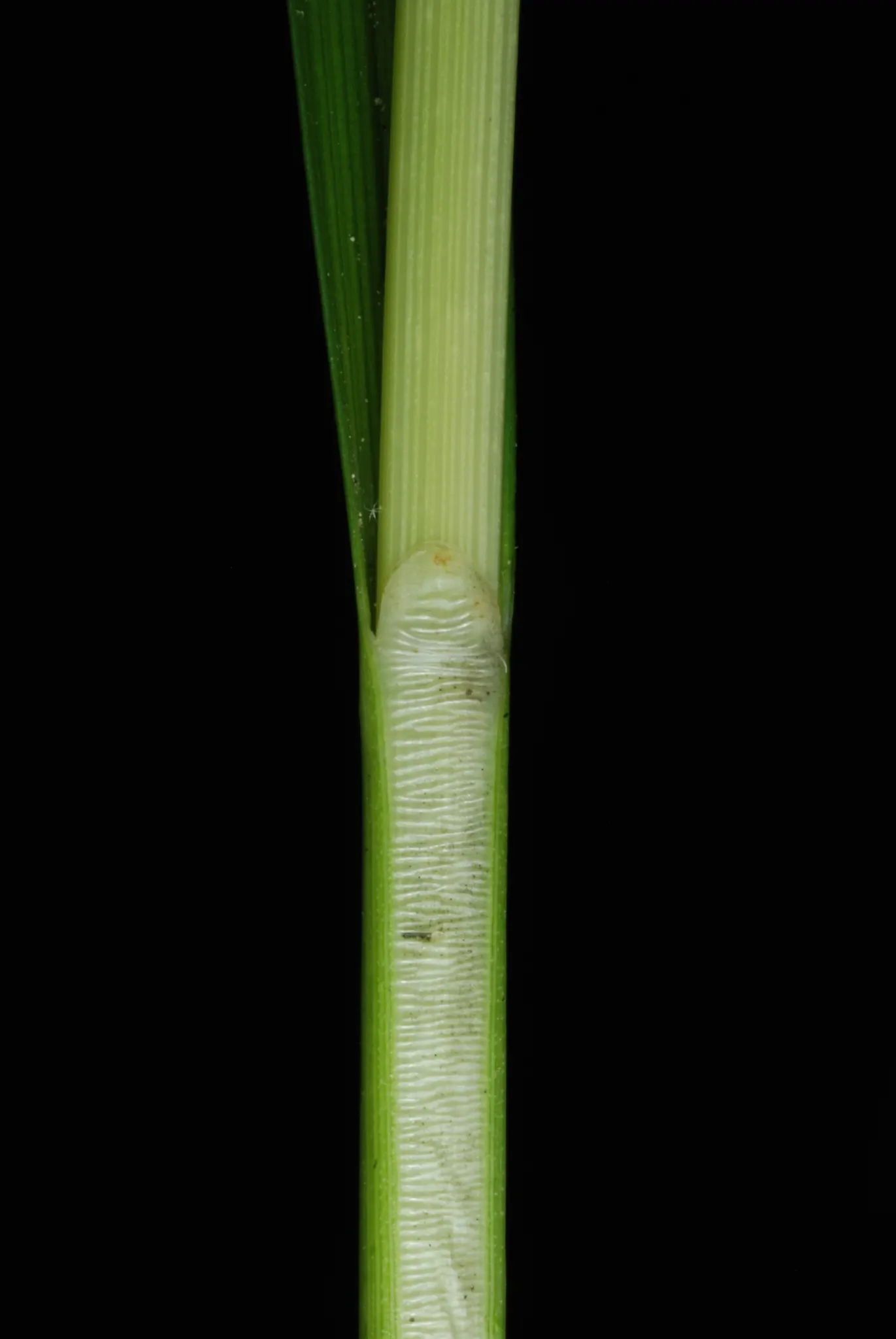 Fox Sedge (Carex Vulpinoidea) — or as a natural backdrop for more vibrantly colored plants.<br><br>Easy to maintain; spacing them about 12 to 18 inches apart