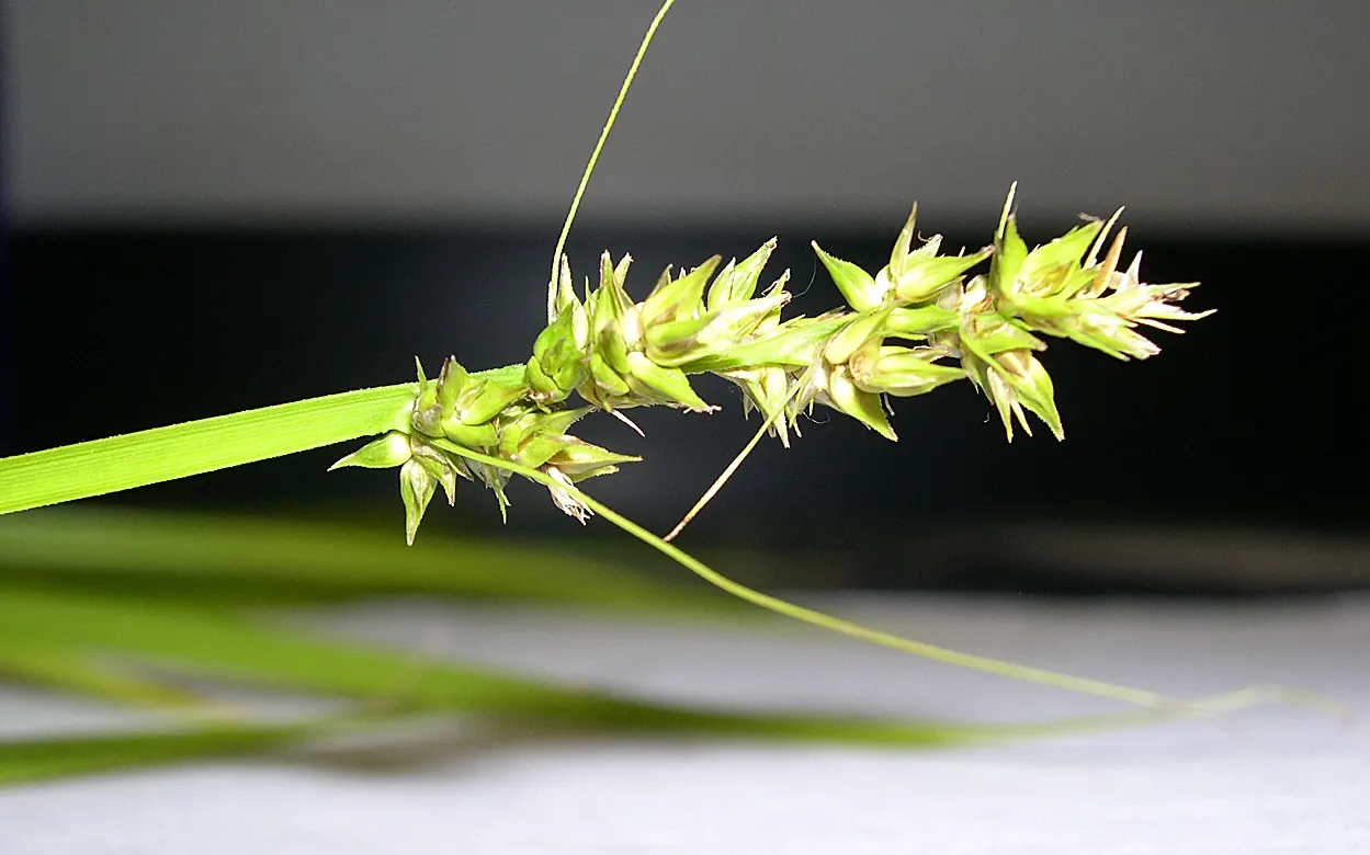 Fox Sedge (Carex Vulpinoidea) — Fox Sedge produces bristly; fox Sedge requires minimal care once established