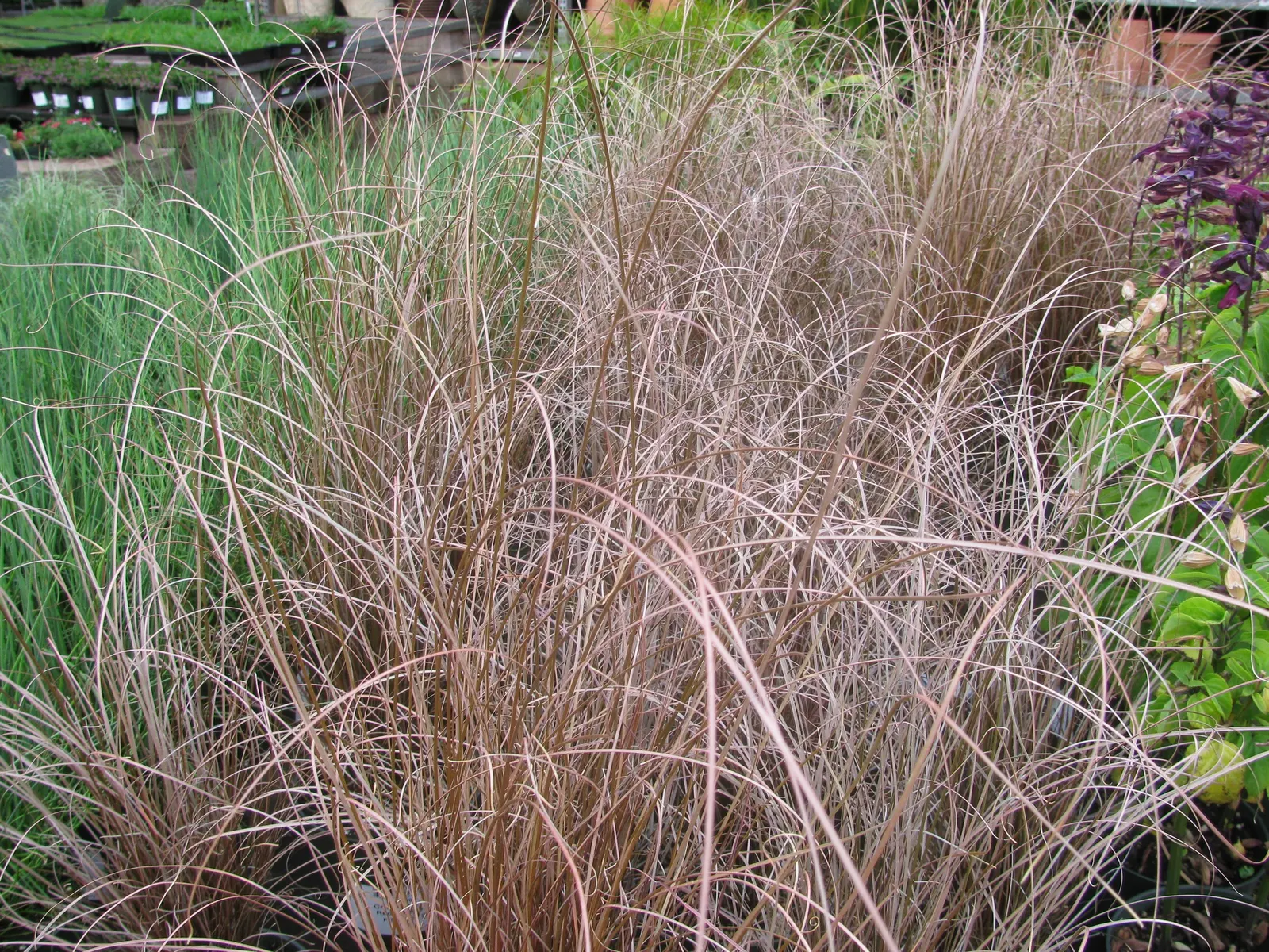 Fox Sedge (Carex Vulpinoidea) — Fox Sedge is hardy and low maintenance; arching green leaves that lend a fine-textured, image 69