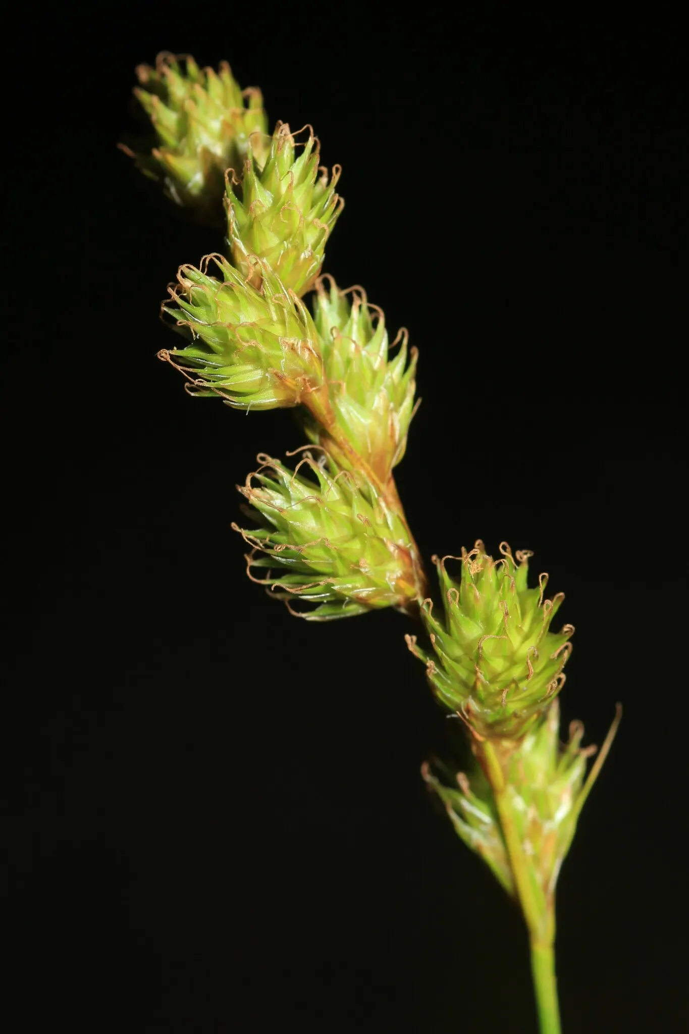 Fox Sedge (Carex Vulpinoidea) — Fox Sedge serves as an effective groundcover
