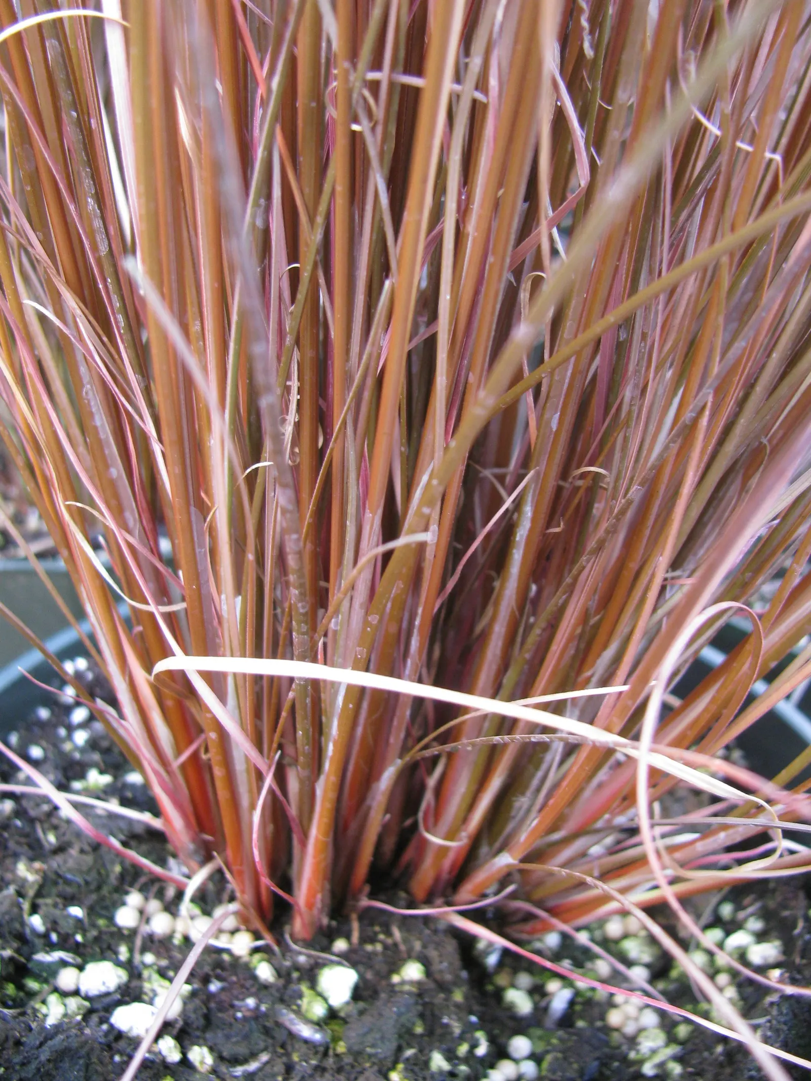 Fox Sedge (Carex Vulpinoidea) — ranging from moist to wet soils